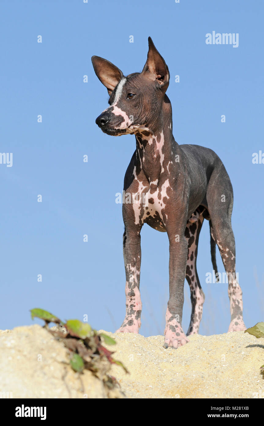 Perro sin pelo del Perú, chien sans poils péruvienne, jeune animal Banque D'Images