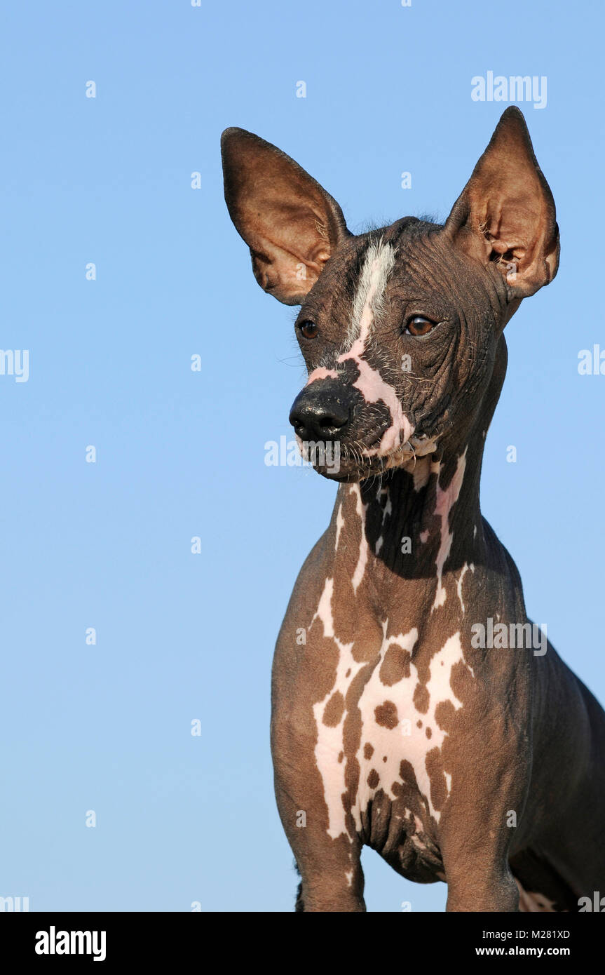 Perro sin pelo del Perú, chien sans poils péruvienne, jeune animal, animal portrait Banque D'Images