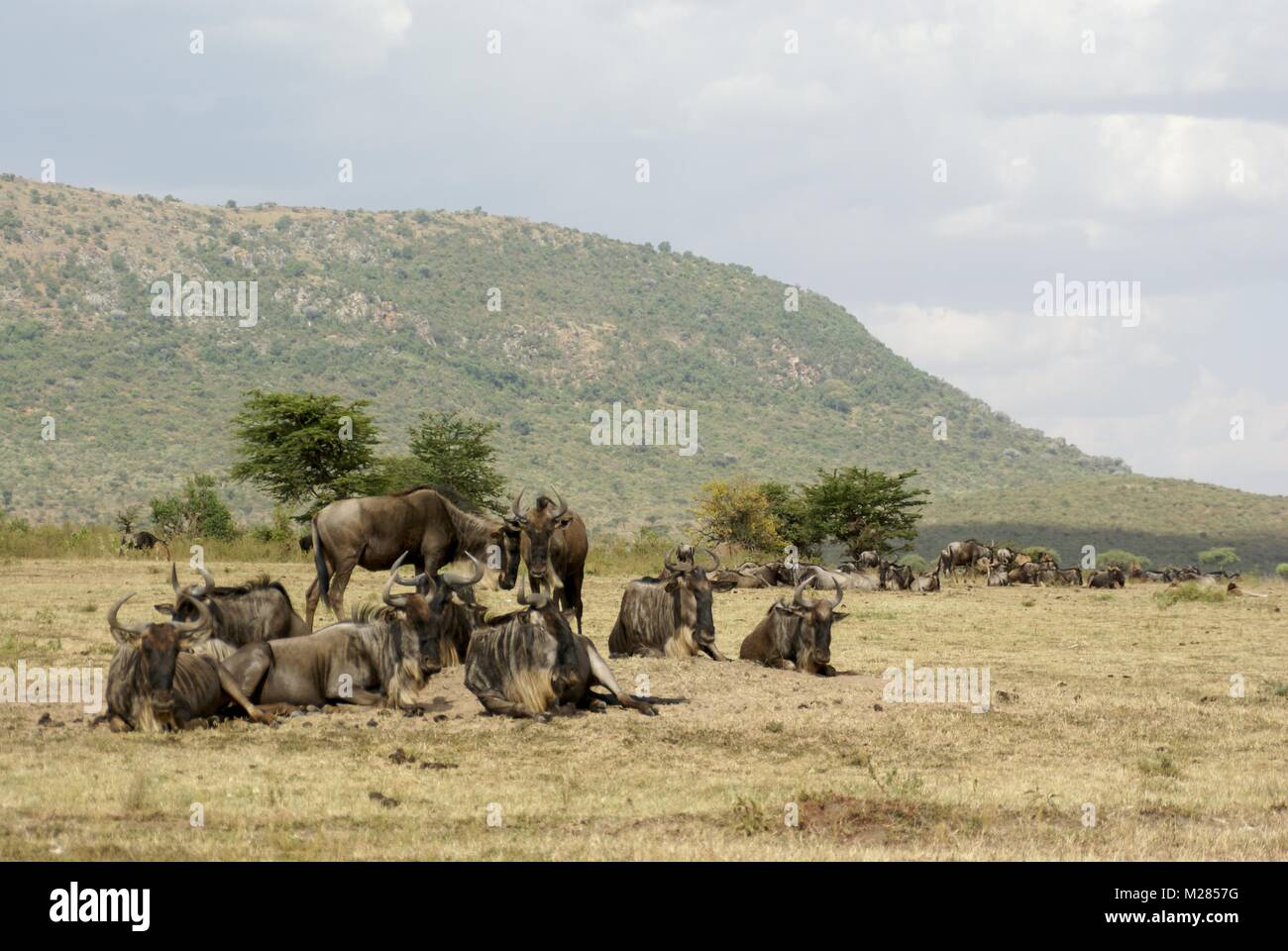 Safari kenya afrique du sud animaux Banque D'Images