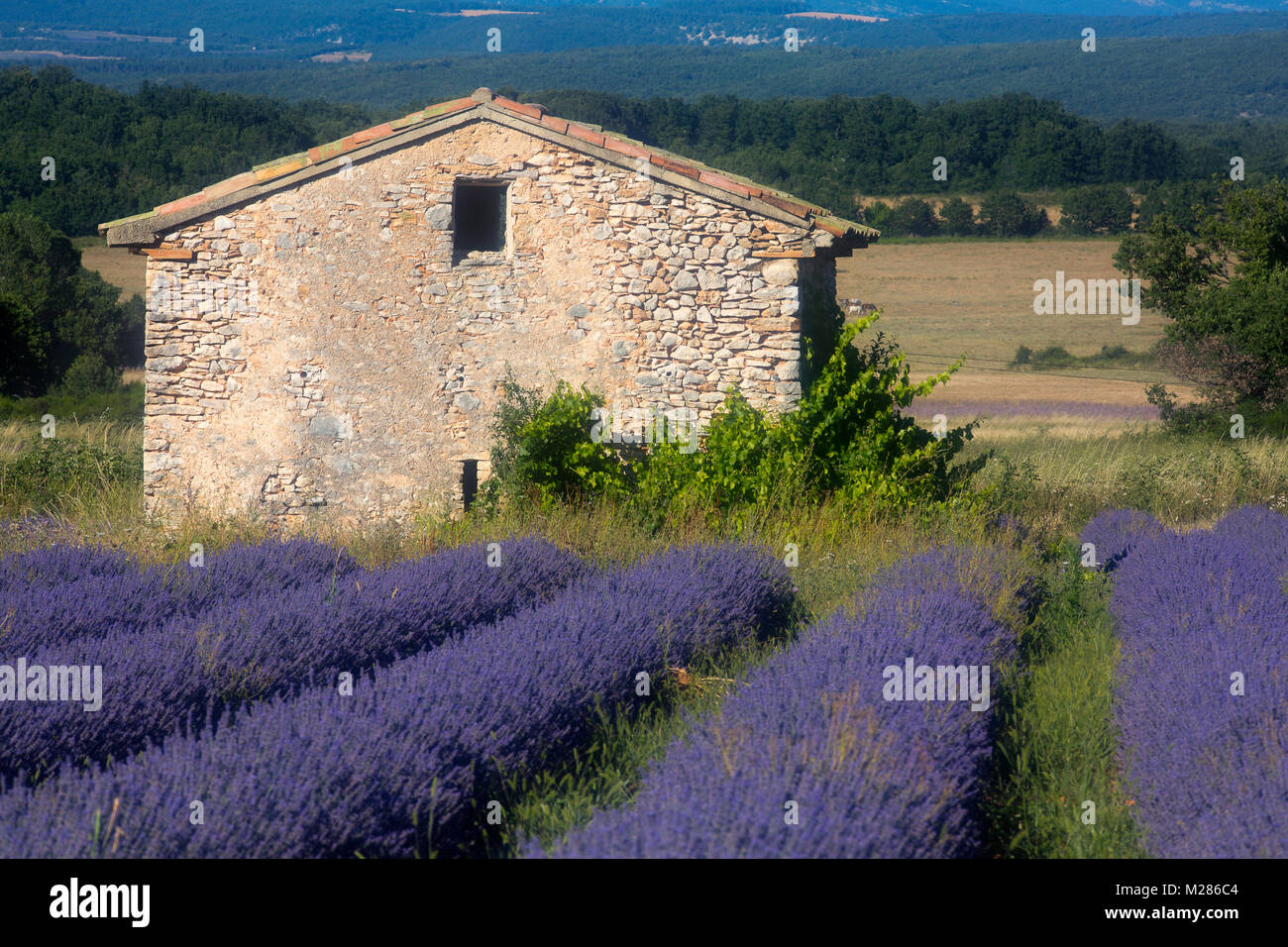 Fleurs de lavande (Lavandula angustifolia), maison en pierre, Plateau de Valensole, Alpes de Haute Provence, Provence-Alpes-Côte d'Azur, France, Banque D'Images