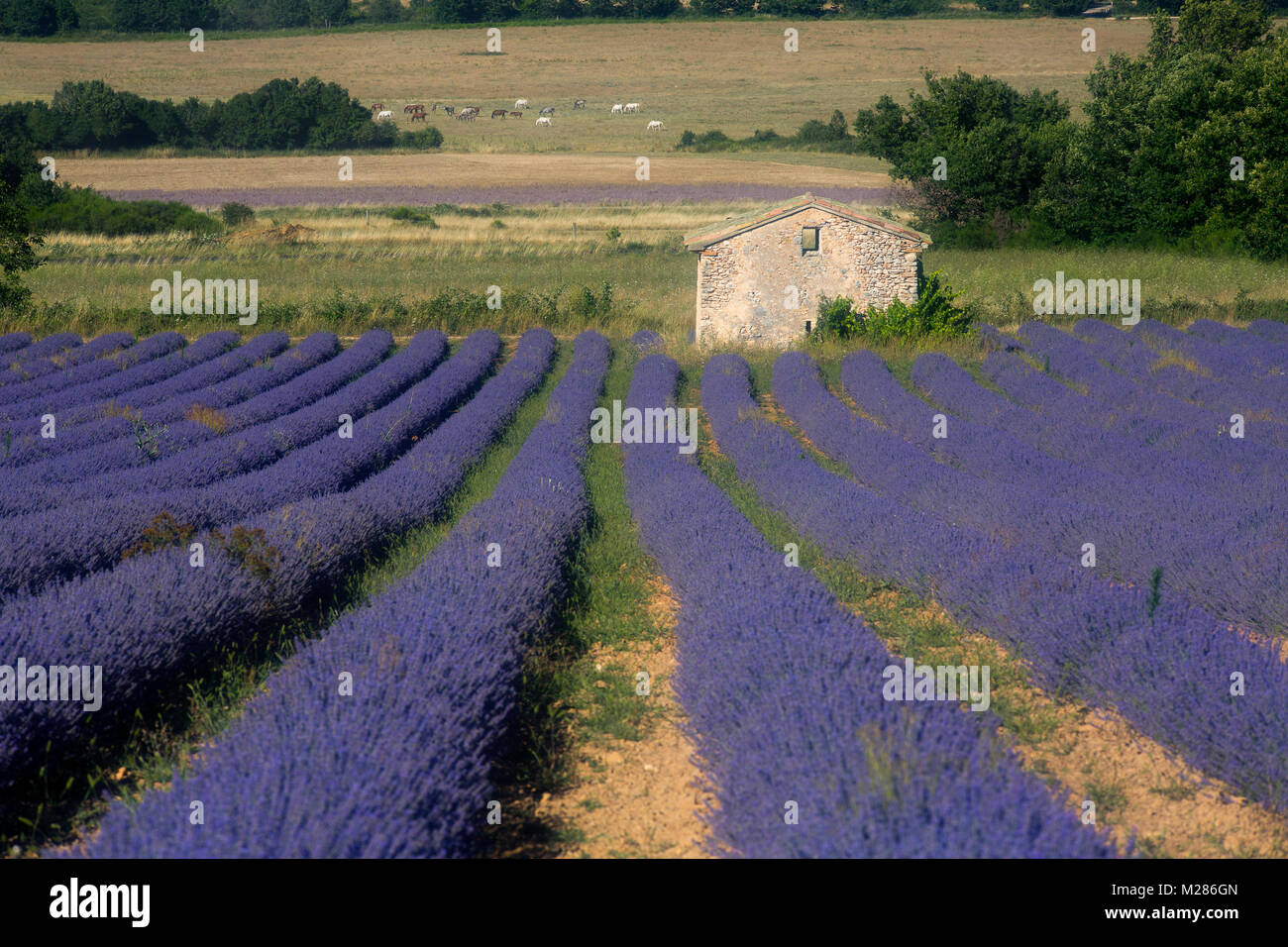 Fleurs de lavande (Lavandula angustifolia), maison en pierre, Plateau de Valensole, Alpes de Haute Provence, Provence-Alpes-Côte d'Azur, France, Banque D'Images