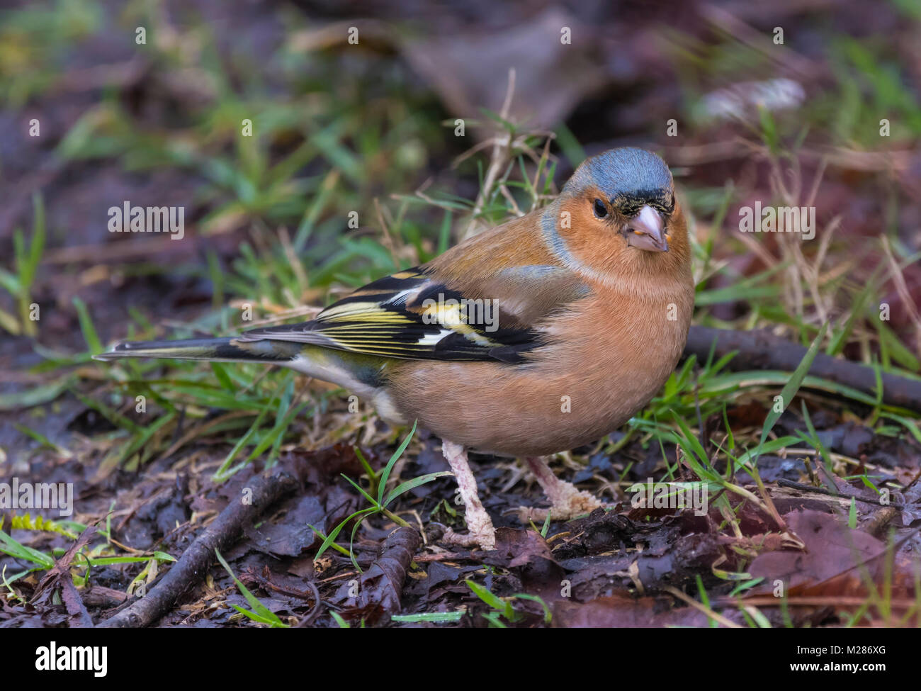 Chaffinch commun chez les hommes adultes (Fringilla coelebs), un petit oiseau en hiver sur le terrain de manger dans le West Sussex, Angleterre, Royaume-Uni. Banque D'Images