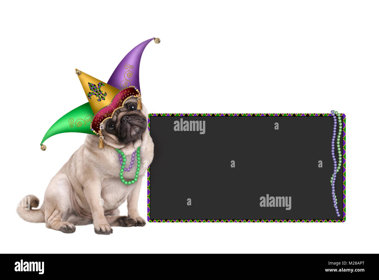 Carnaval Mardi gras mignon chiot pug dog s'asseoir avec les arlequins jester hat et tableau noir signe, isolé sur fond blanc Banque D'Images