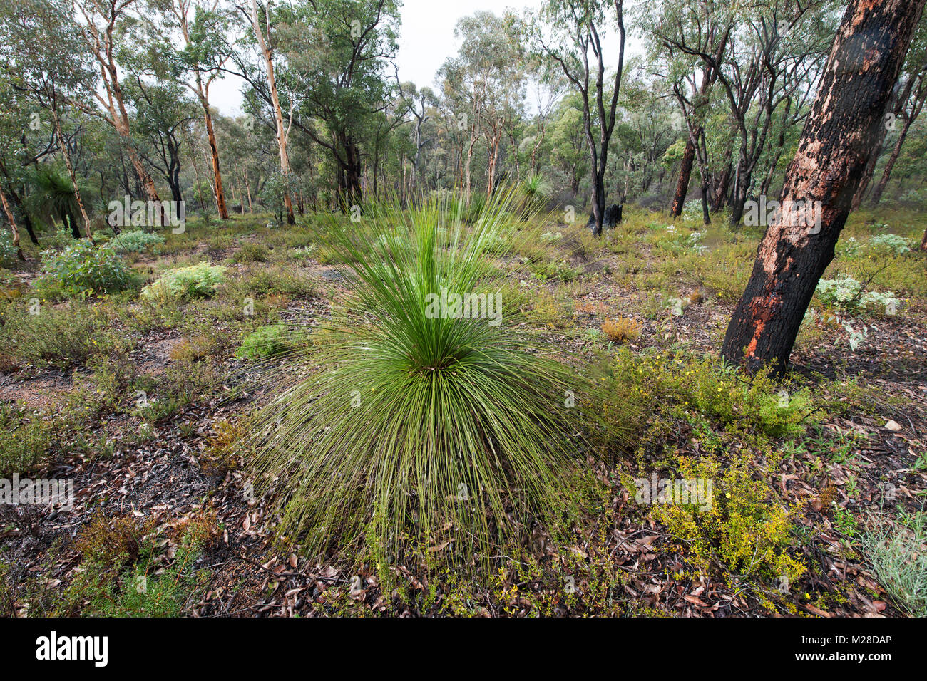 Arbre qui pousse dans l'herbe du parc national de la vallée d'avon avon valley australie occidentale australie Banque D'Images