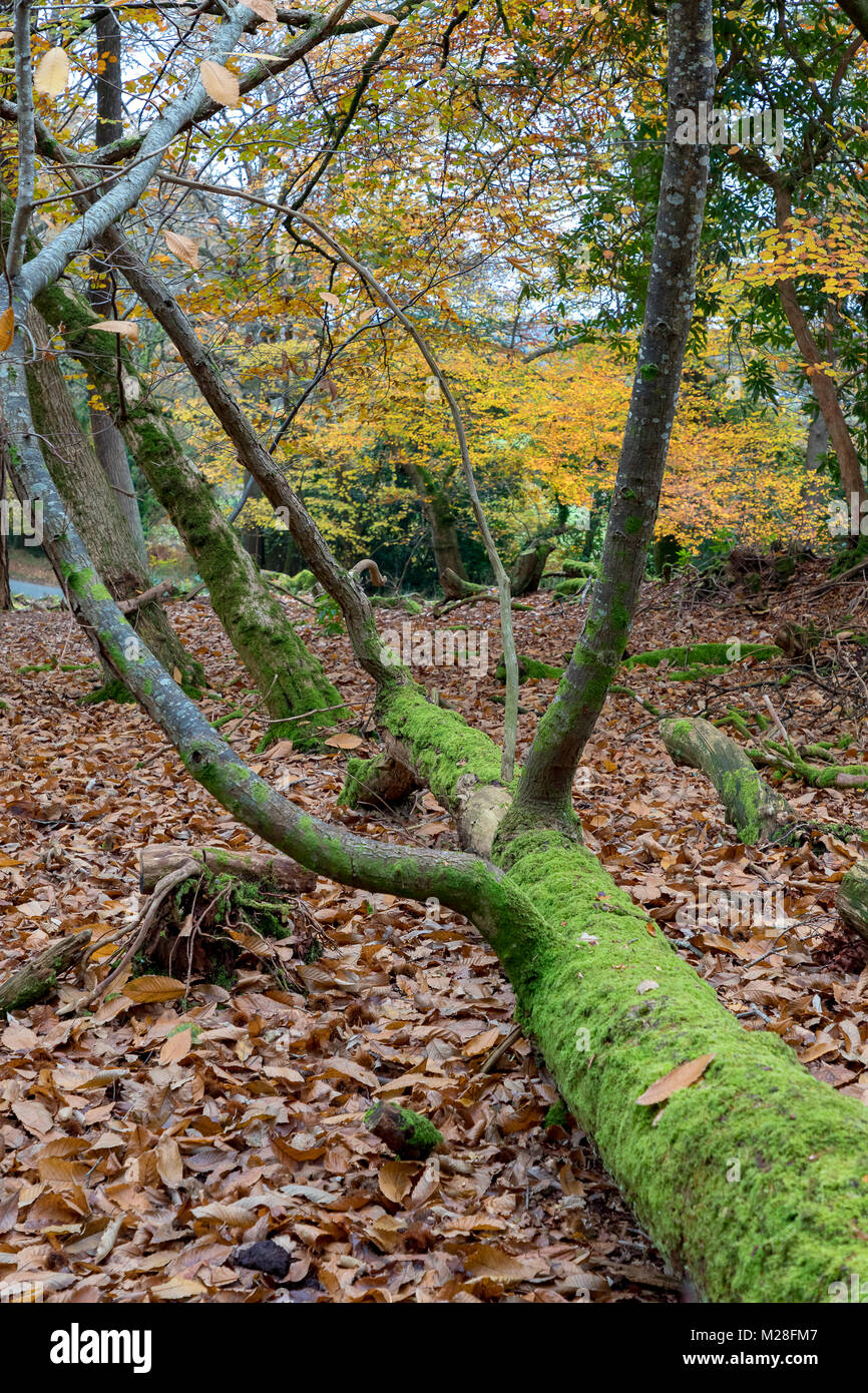 Dorset Angleterre 18 novembre 2017 contraste entre la mousse d'un vert vif et couleurs d'automne dans un Dorset total. Banque D'Images