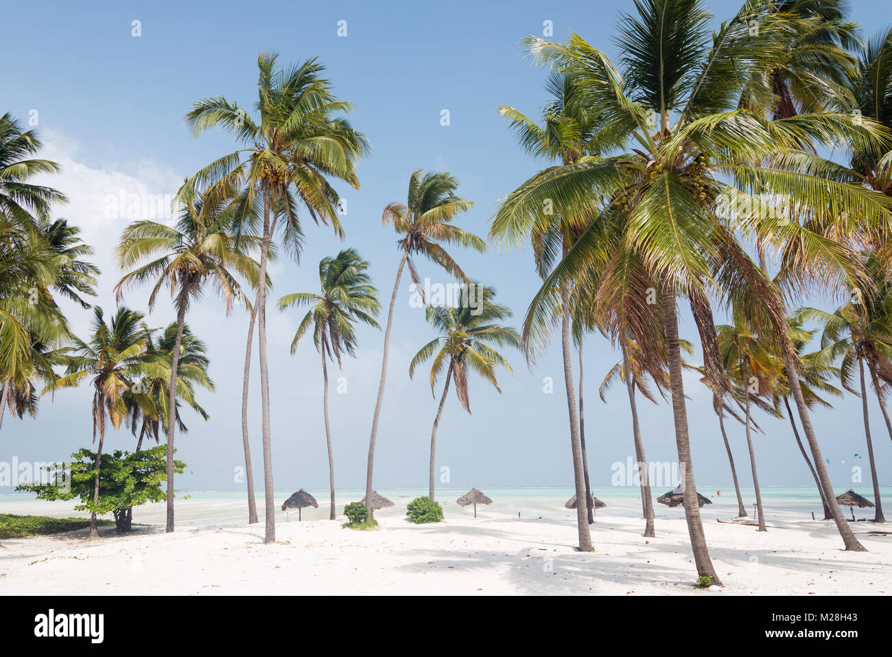 Plage de sable blanc avec des palmiers, Zanzibar, Tanzanie Banque D'Images