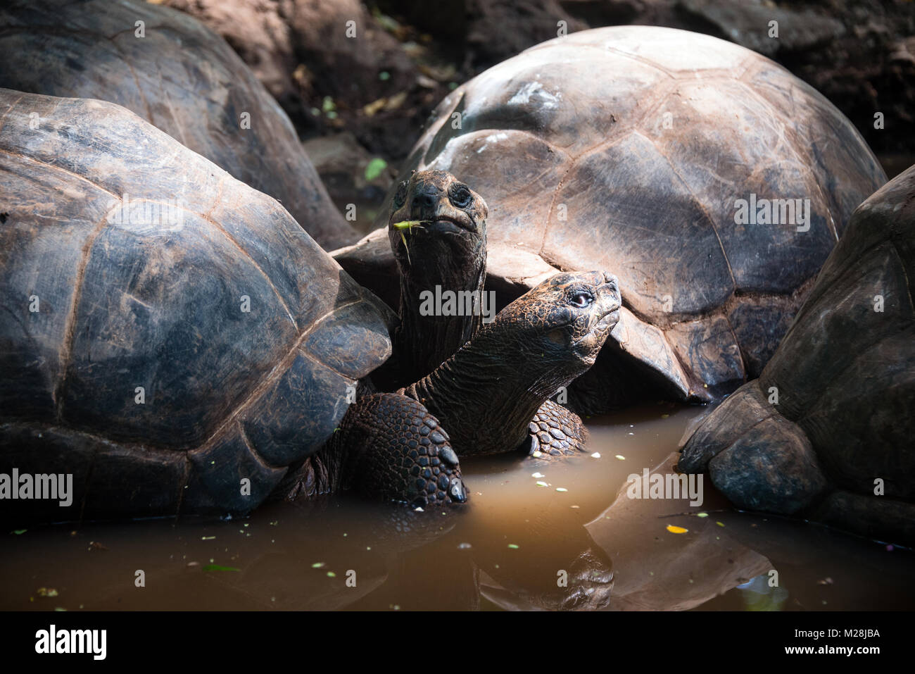 Les tortues géantes d'Aldabra au sanctuaire des Tortues, sur l'île de Prison réservation, Zanzibar Banque D'Images