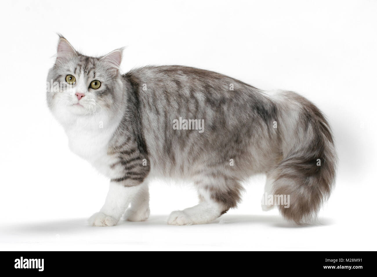 Chat Siberien Comite Permanent De L Argent Mackerel Tabby Blanc Couleur Photo Stock Alamy