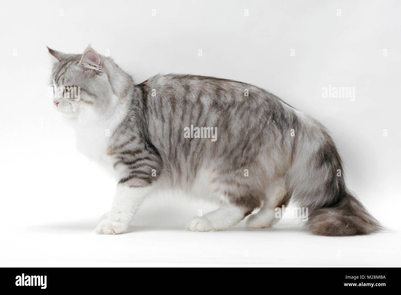 Vue Du Cote Du Chat Siberien Silver Mackerel Tabby Blanc Couleur Photo Stock Alamy
