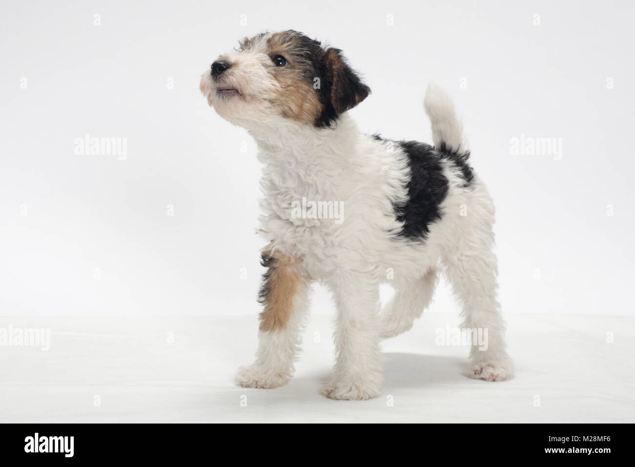 Chiot Fox Terrier Poil Dur Sur Fond Blanc Jusquà Banque D