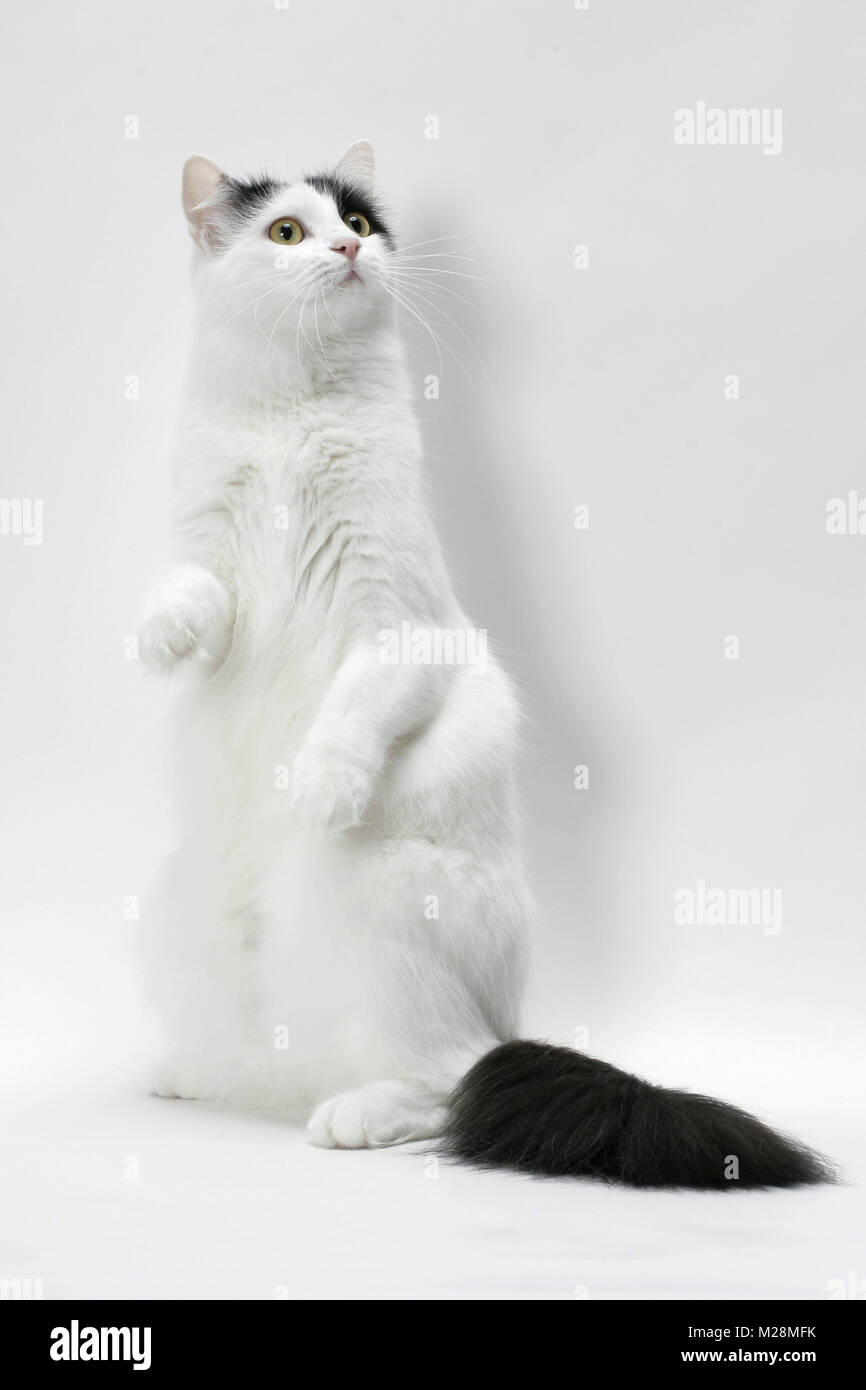 Curieux Chat Turc De Van Photo Stock Alamy