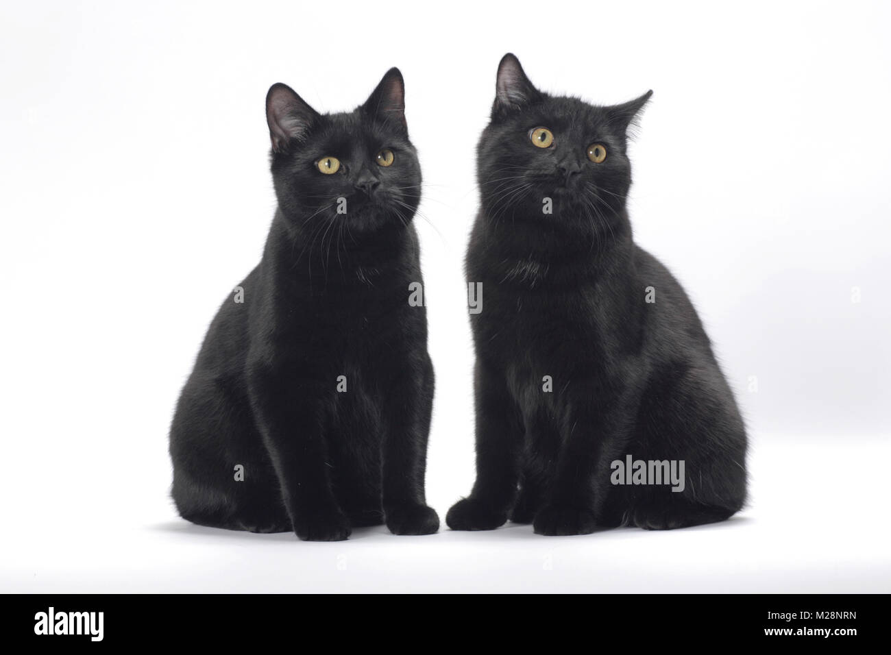 Deux Chats Manx Noir Assis Sur Fond Blanc Photo Stock Alamy