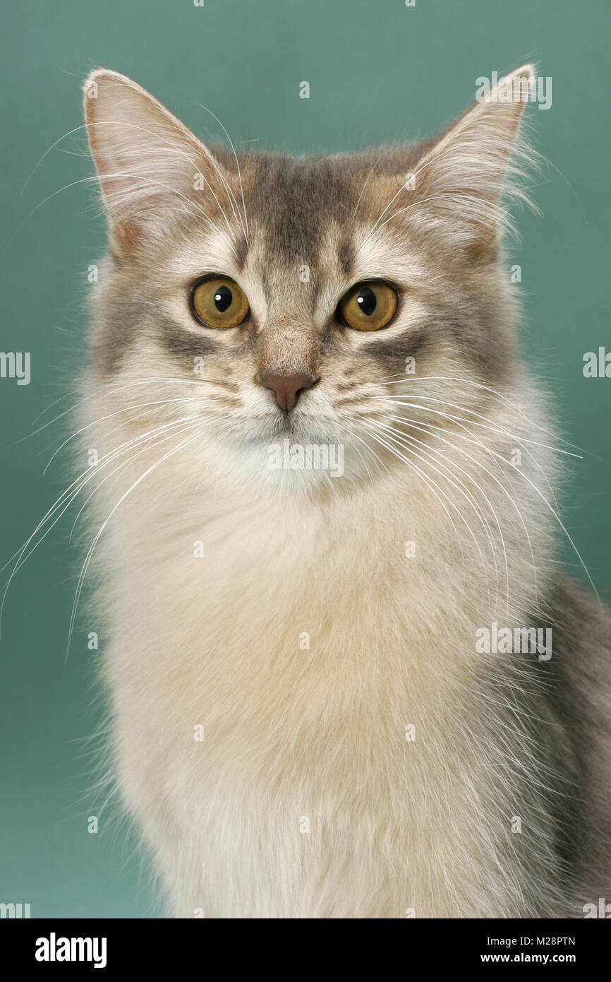 Les jeunes Somali Cat, de couleur bleu, portrait sur fond vert Banque D'Images