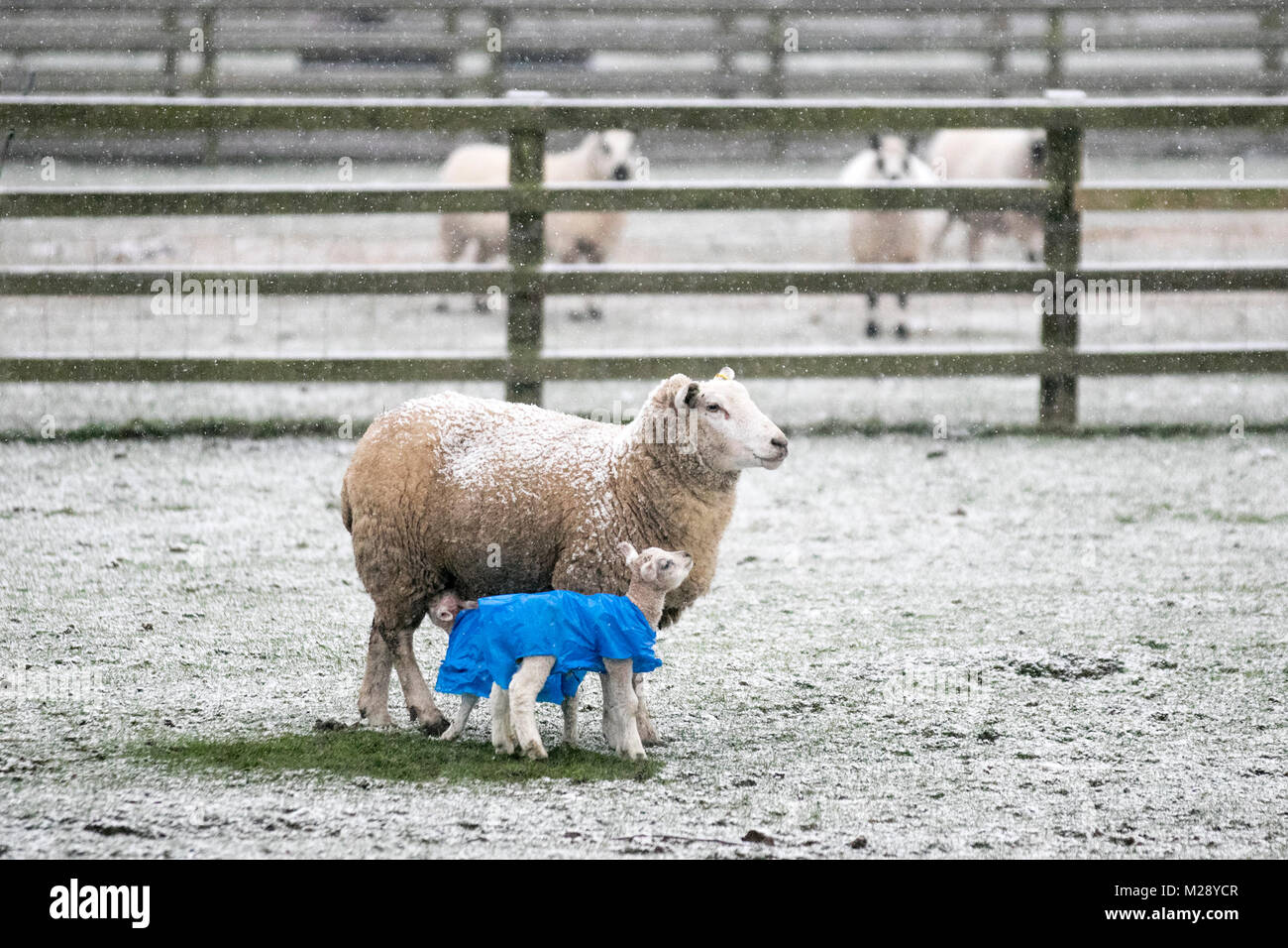 Southport, Merseyside. Météo britannique. 06/02/2018. Début de journée froid pour le bétail du Lancashire alors que la ville se réveille avec ses premières neiges depuis quelques années. Ces agneaux jumeaux nouveau-nés ont été pourvus d'une parure en polyéthylène pour les protéger des pires intempéries pendant leurs premiers jours à l'extérieur. les macs en plastique sur les très jeunes agneaux protègent un agneau nouveau-né contre l'exposition et les éléments et aident à prévenir l'hypothermie qui est la principale cause de mortalité de l'agneau dans les régions tempérées comme le Royaume-Uni. Credit:MediaWorldImages/AlamyLiveNews Banque D'Images