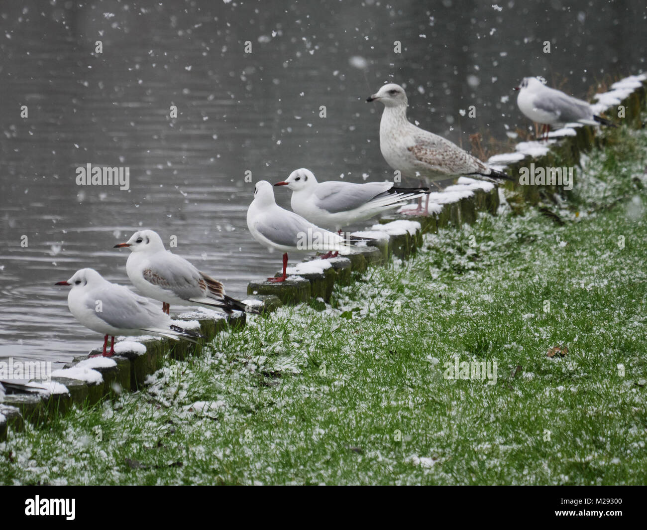 Newquay, Cornwall, UK. 6 Février, 2018. Exceptionnellement fortes chutes de neige sur la côte nord de Cornwall. Neige inhabituelle à Trenance Lake et de jardins. Credit : Nicholas Burningham/Alamy Live News Banque D'Images