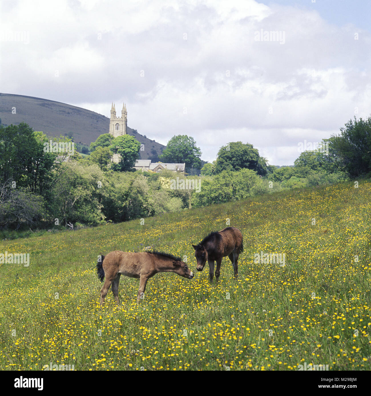 Deux poulains Dartmoor dans le champ à Widecome dans la Lande Banque D'Images