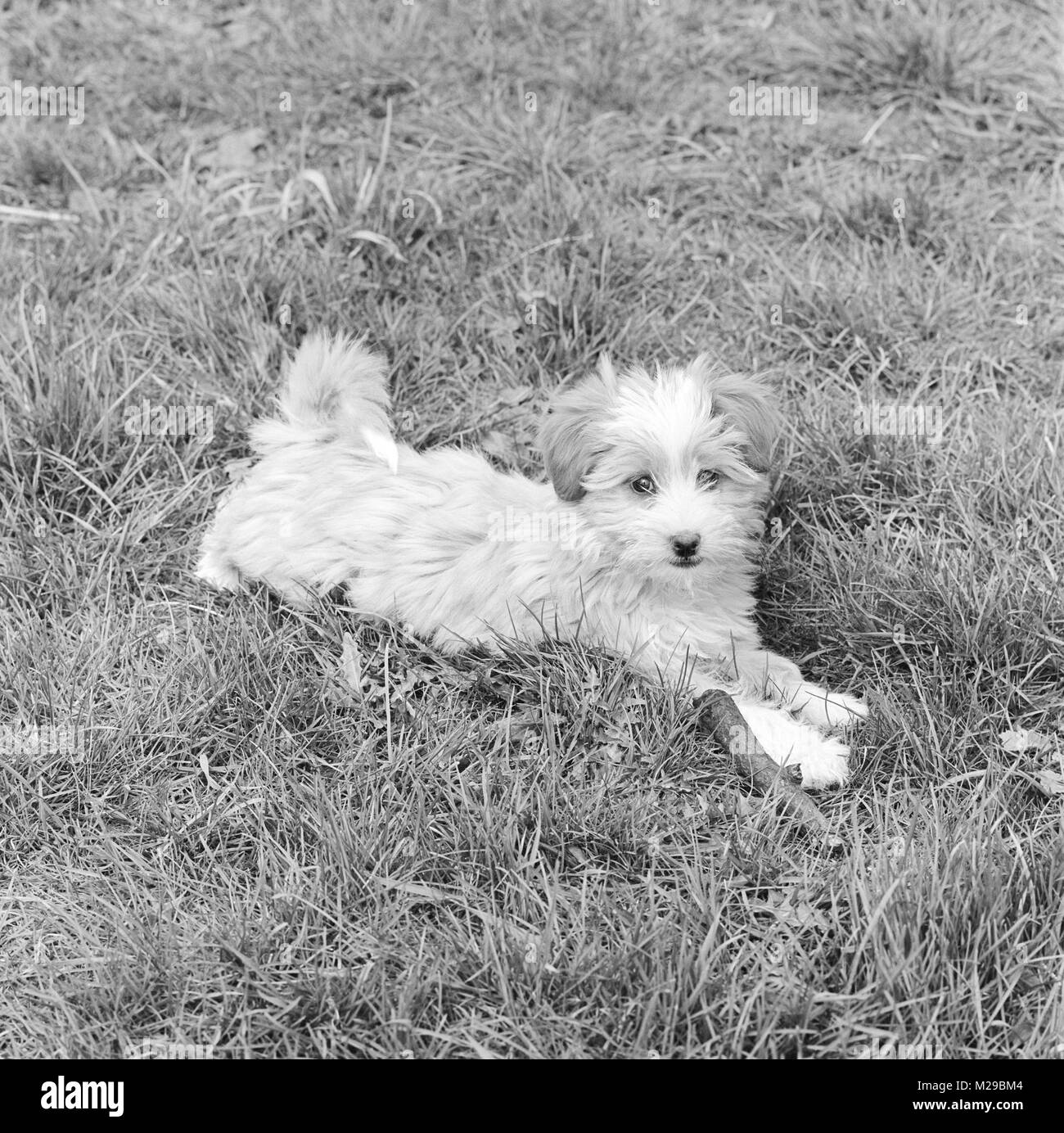 Chiot terrier tibétain en 1965 Banque D'Images