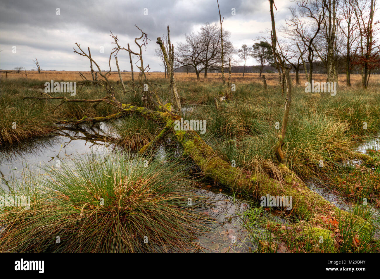 Arbres mourants dans une lande ; mort de bouleaux et un arbre de chêne tombée dans un marais Banque D'Images