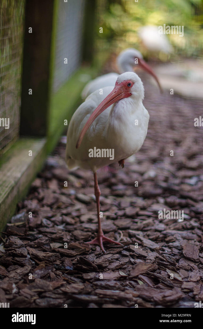 Ibis blanc d'oiseau dans son habitat naturel en Floride, USA Banque D'Images