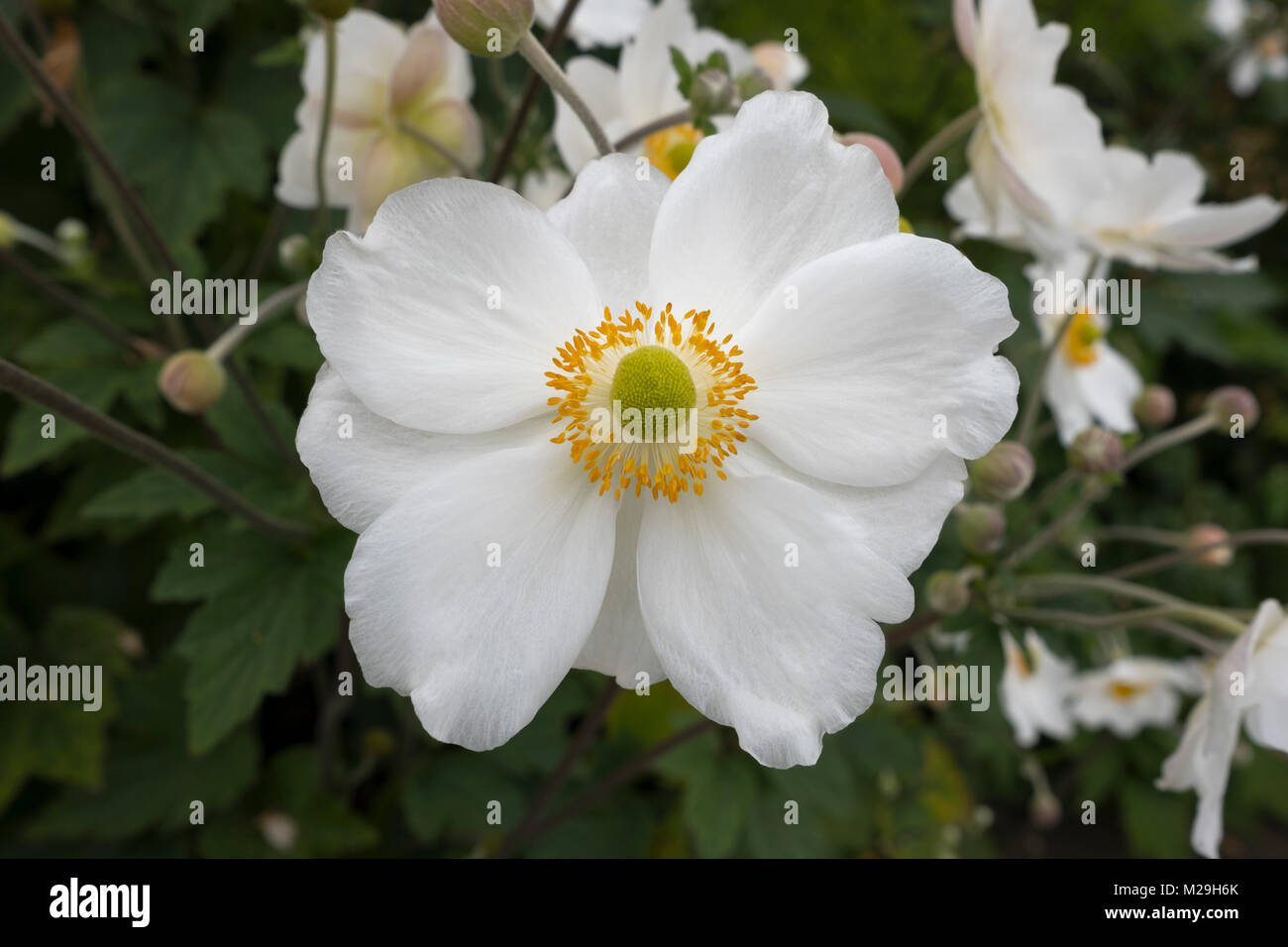 Anemone x hybrida 'Coupe d'argent', un livre blanc Anémone japonaise à Bourton House Garden, Bourton-on-the-water, Moreton-in-Marsh, Gloucestershire, Royaume-Uni Banque D'Images