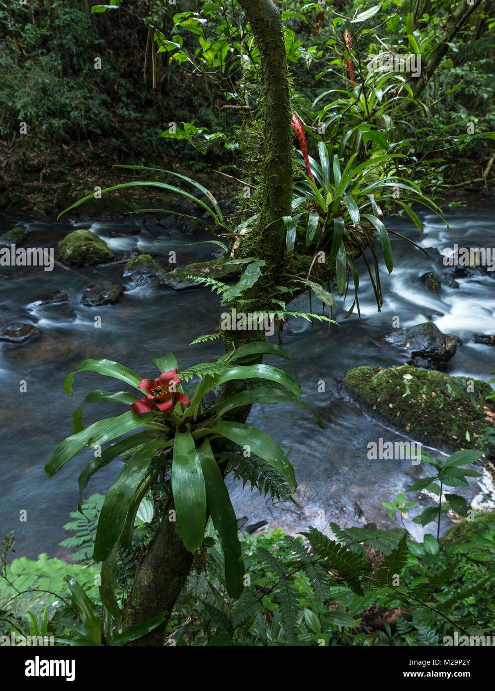 Bromeliads dans la Forêt Tropicale Atlantique Banque D'Images
