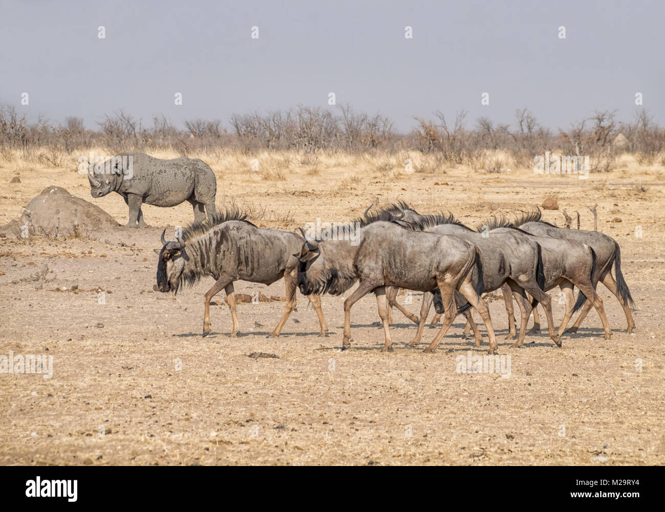 Un troupeau de gnous dans la savane namibienne bleu Banque D'Images