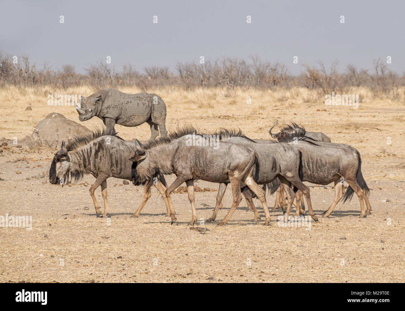Un troupeau de gnous dans la savane namibienne bleu Banque D'Images