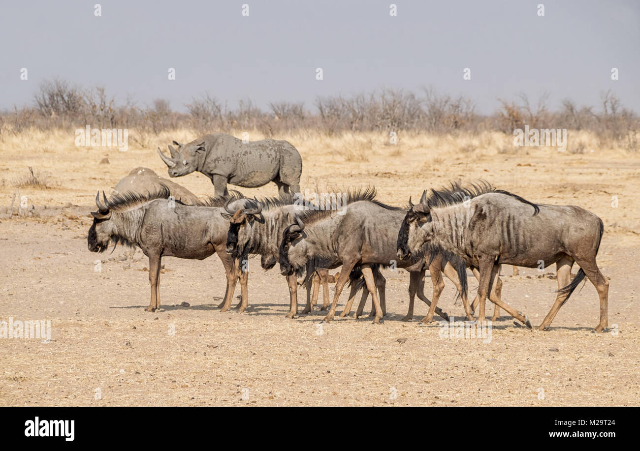 Un troupeau de gnous dans la savane namibienne bleu Banque D'Images