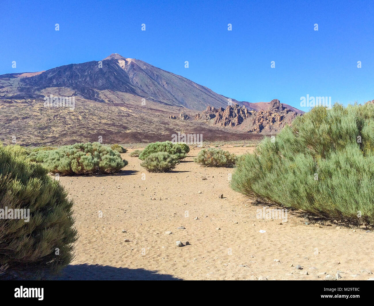 Pice de Teide avec des arbustes en premier plan Banque D'Images