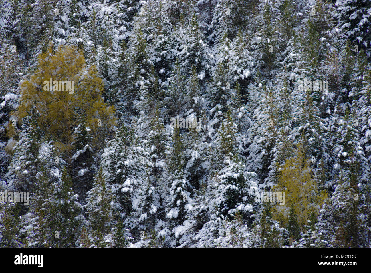 Un paysage blanc après une chute de neige dans les Pyrénées Catalanes. Banque D'Images