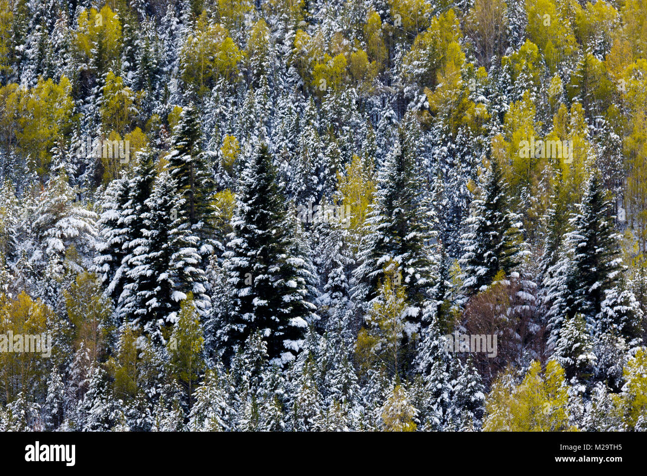 Un paysage blanc après une chute de neige dans les Pyrénées Catalanes. Banque D'Images
