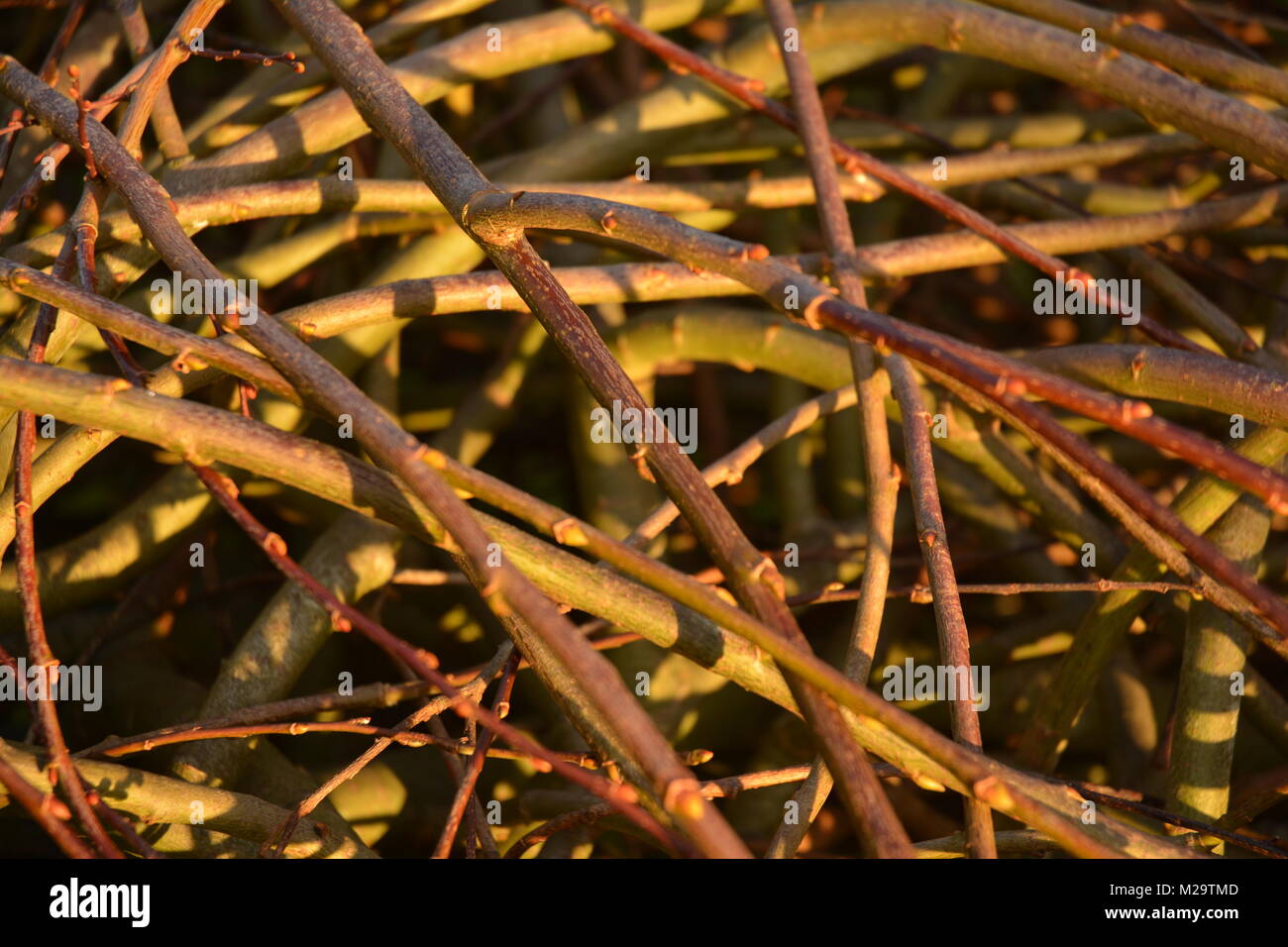 Branches de saule Banque D'Images