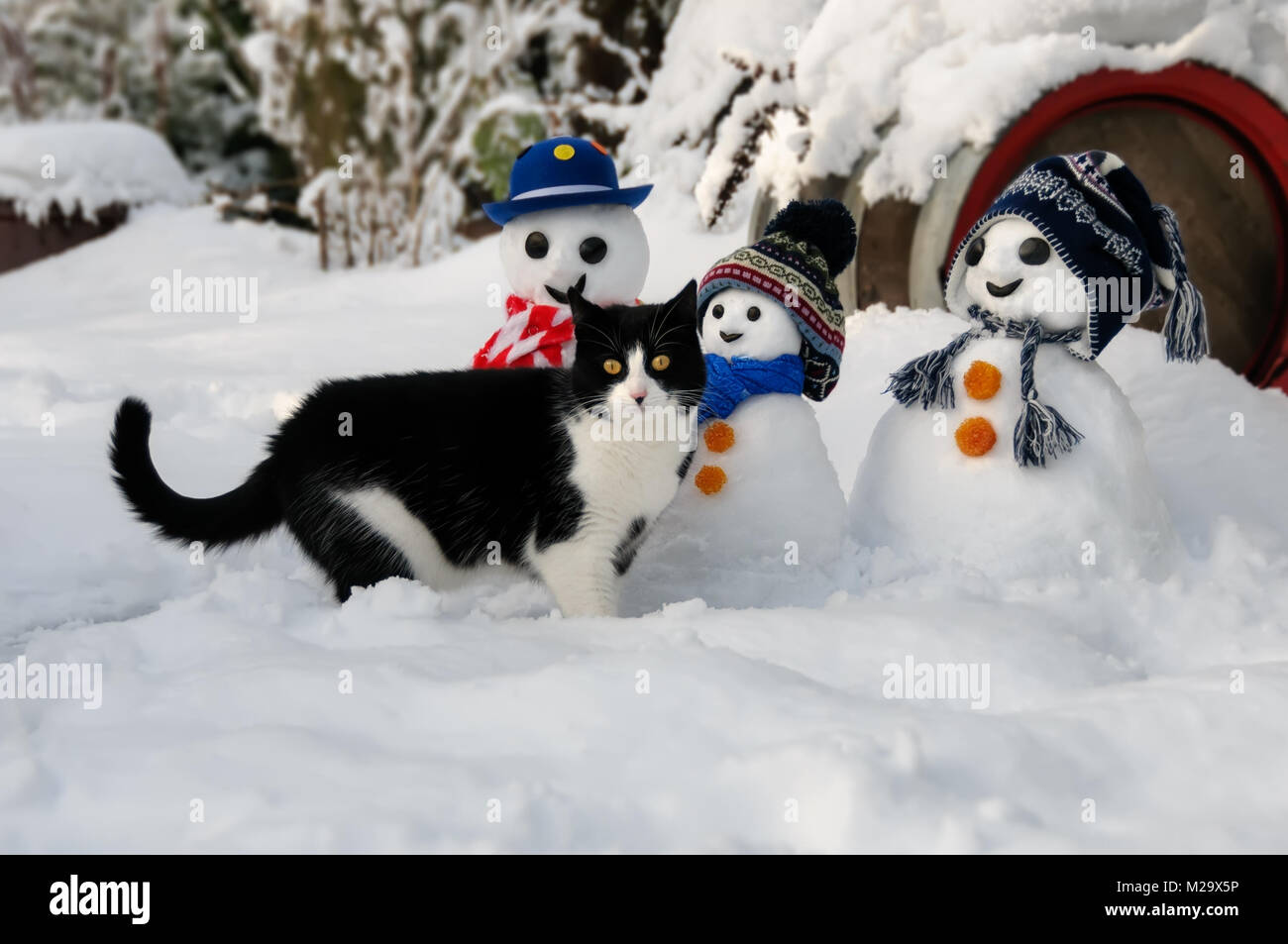 Un Smoking Noir Et Blanc Motif Chat Bicolore European Shorthair Debout Pres D Une Drole De Famille Bonhommes De Neige Dans Un Jardin Couvert Par Une Froide Journee D Hiver Photo Stock Alamy Un Smoking Noir Et Blanc Motif Chat Bicolore European Shorthair Debout Pres D Une Drole De Famille Bonhommes De Neige Dans Un Jardin Couvert Par Une Froide Journee D Hiver Photo Stock Alamy
