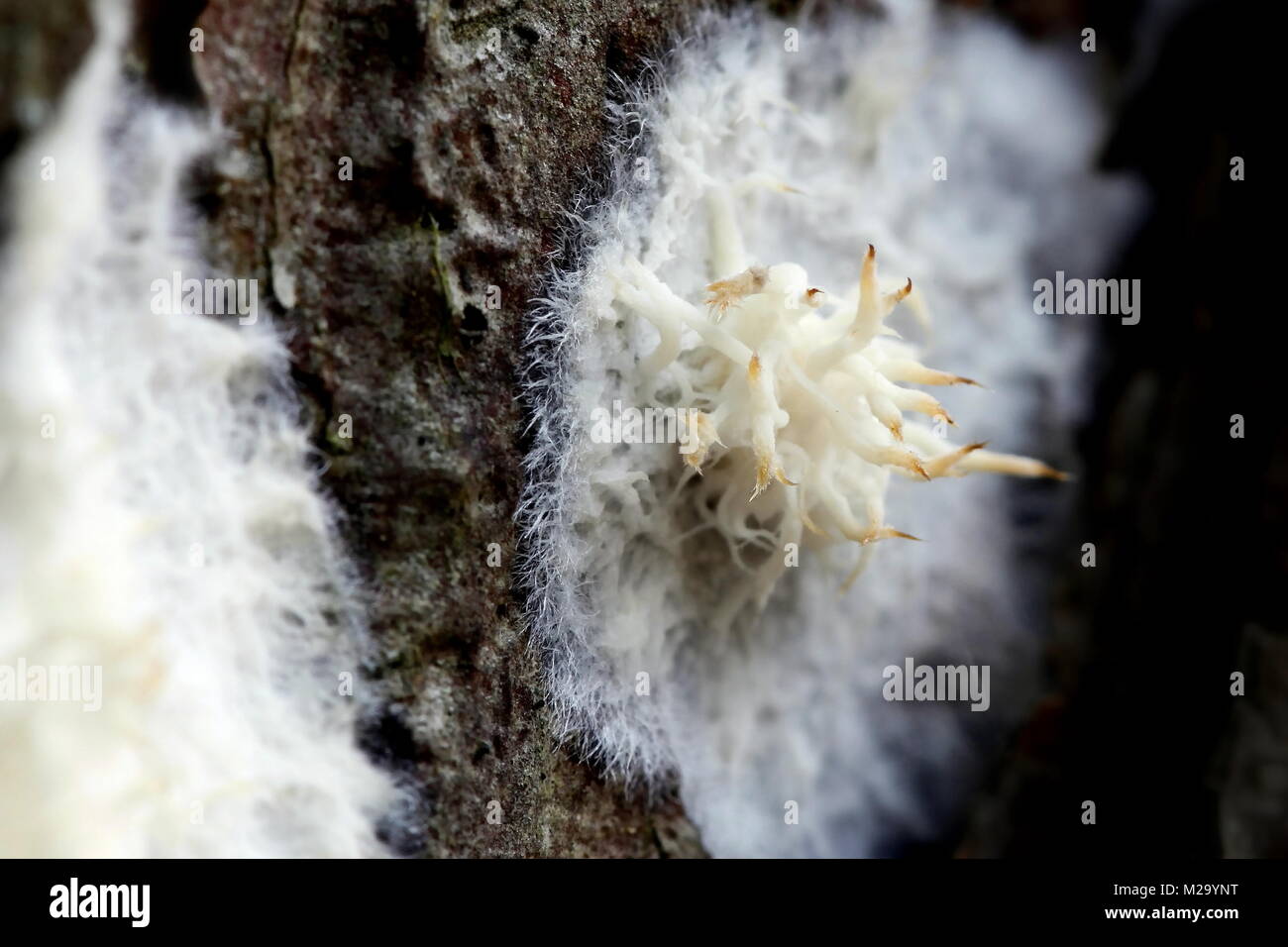 Phlebiopsis gigantea, utilisé couramment comme agent de lutte biologique contre la pourriture des racines annosum Banque D'Images