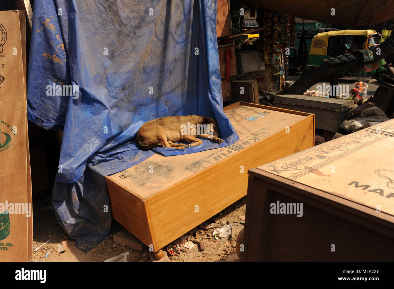 Un chien dort dans Paharganj Banque D'Images