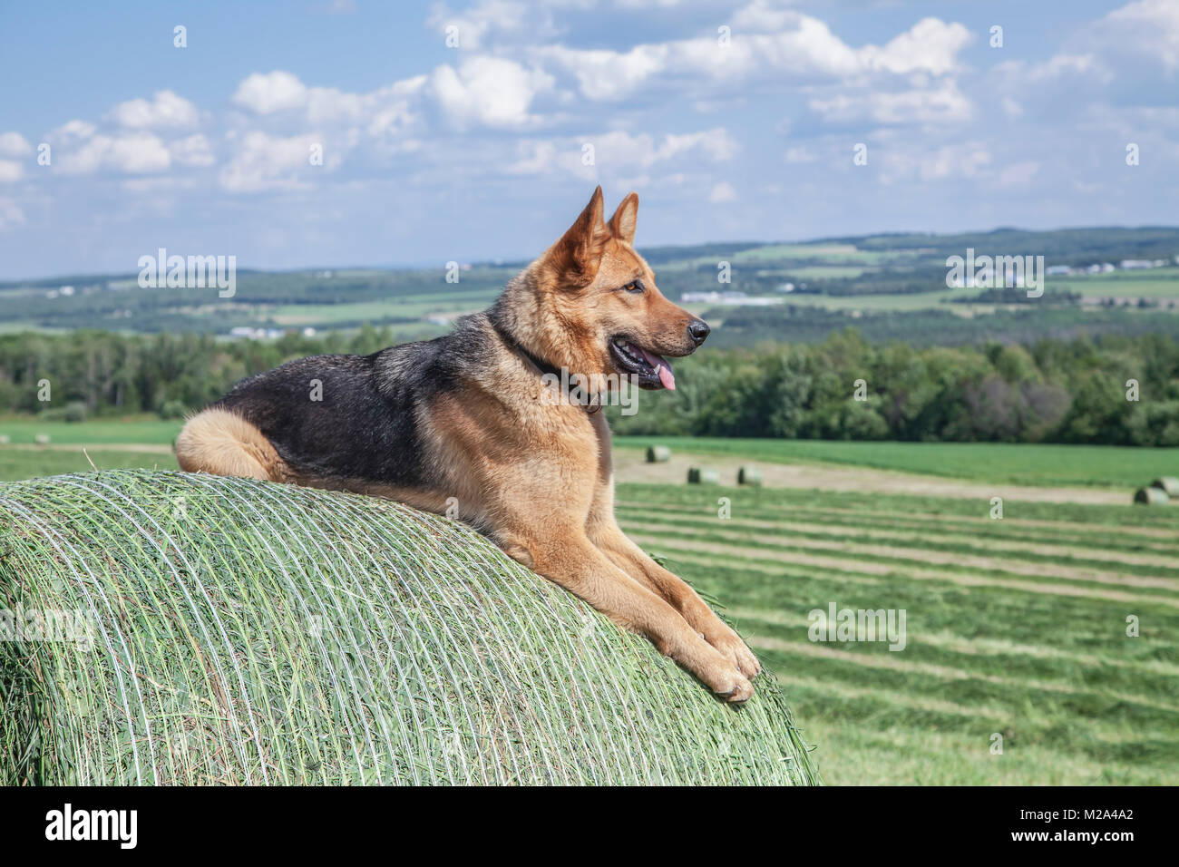 Berger Allemand veillant sur la ferme Banque D'Images