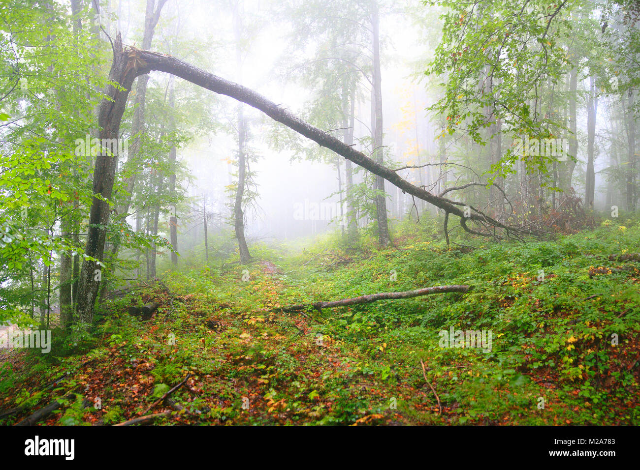 Eté vert forêt. Les arbres avec des feuilles vertes dans le brouillard. Misty d'été l'arrière-plan. Banque D'Images
