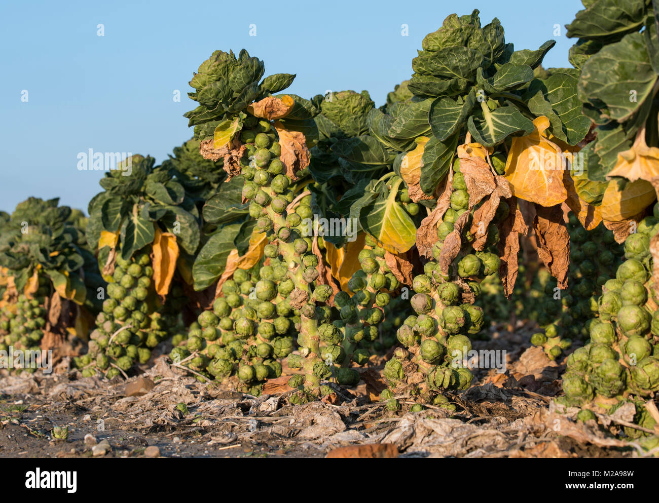Les graines germées prêtes pour la récolte des légumes sains bonne nourriture, le chou de Bruxelles est membre de la famille brassica avec brocoli, chou Banque D'Images