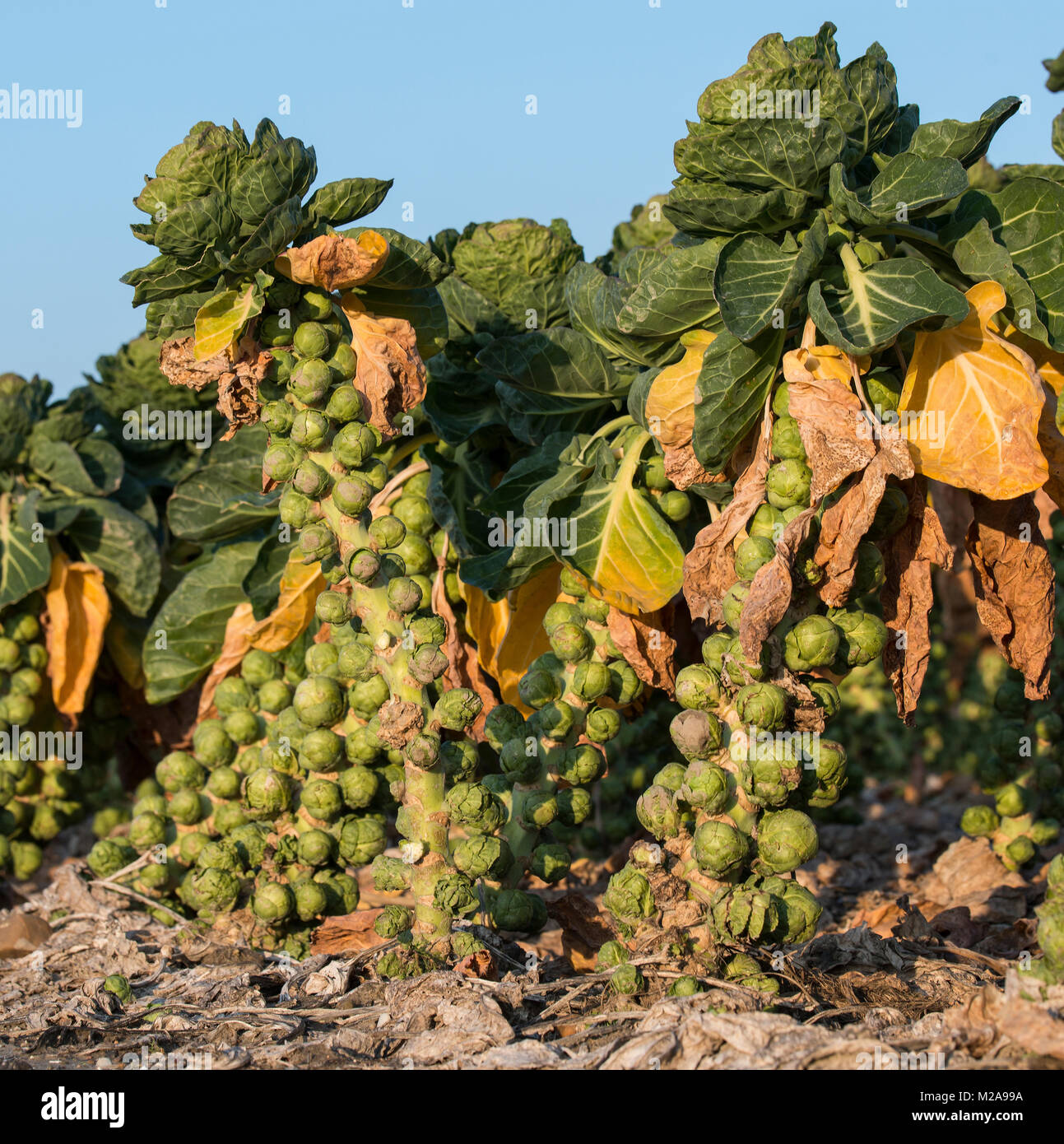 Les graines germées prêtes pour la récolte des légumes sains bonne nourriture, le chou de Bruxelles est membre de la famille brassica avec brocoli, chou Banque D'Images