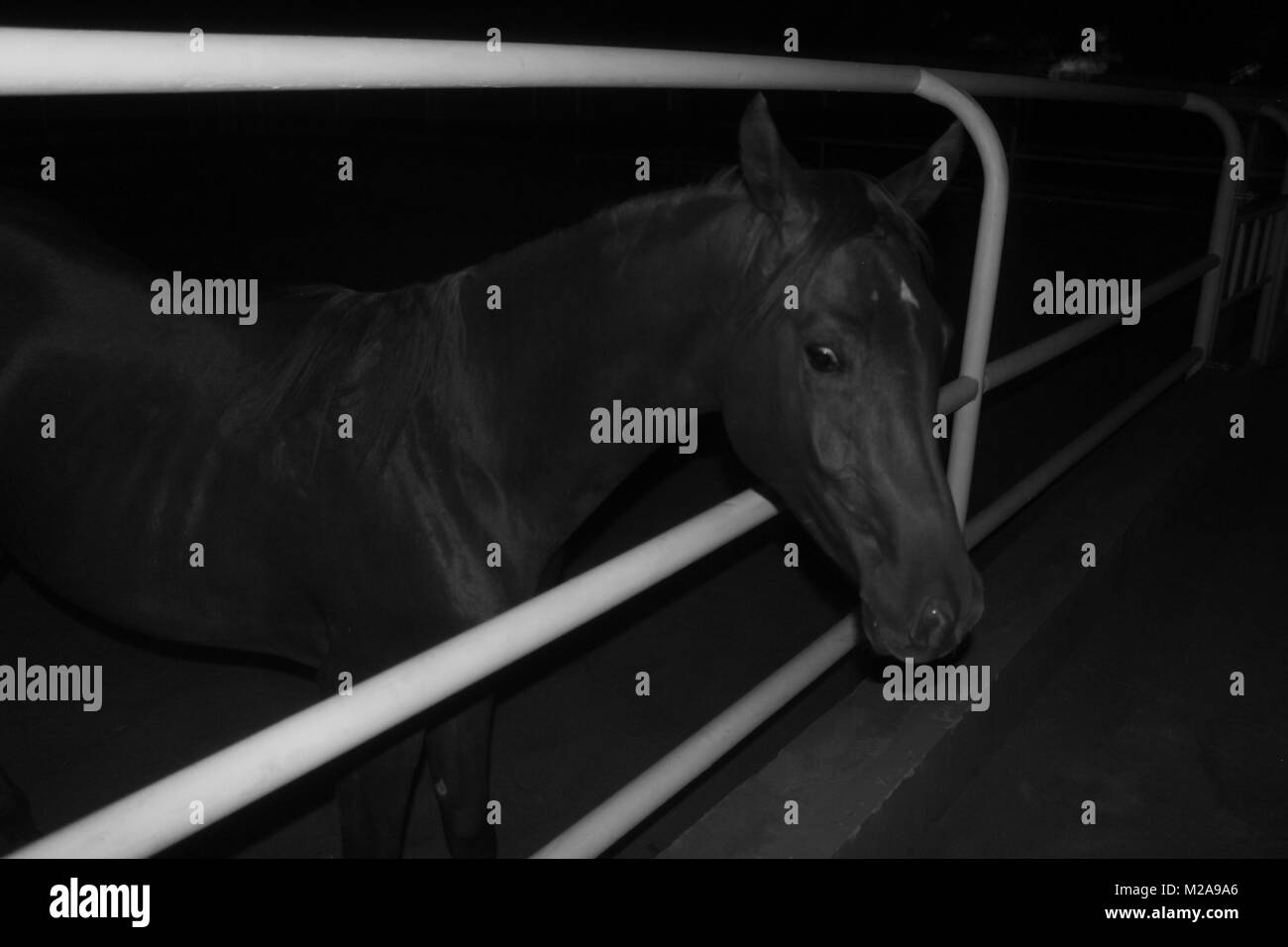 Une photographie en noir et blanc d'un Cheval sautant d'une clôture à la nuit, Banque D'Images