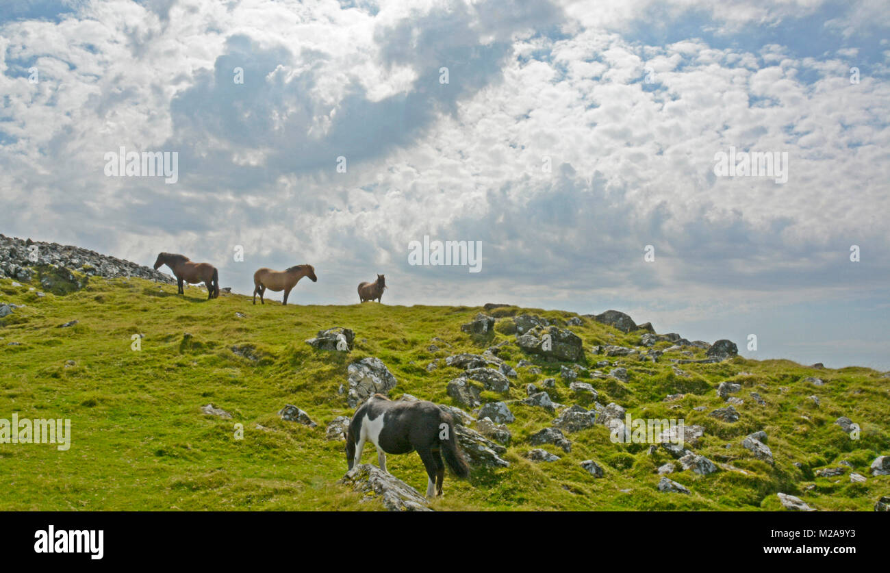 Poneys près de Cox Tor, Dartmoor National Park, Devon Banque D'Images