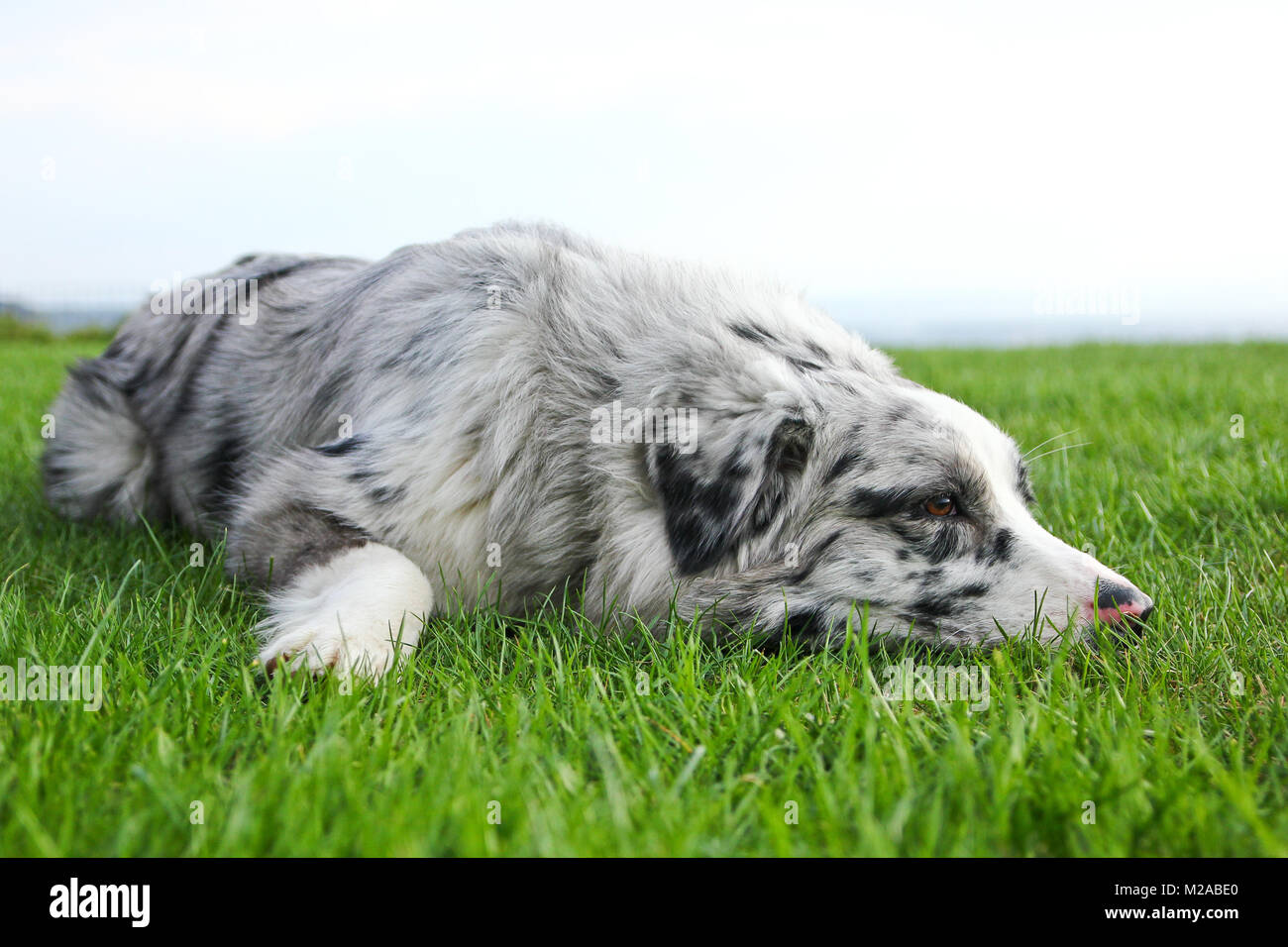 Berger Australien mignon couché dans l'herbe et à la satisfait et heureux. Banque D'Images