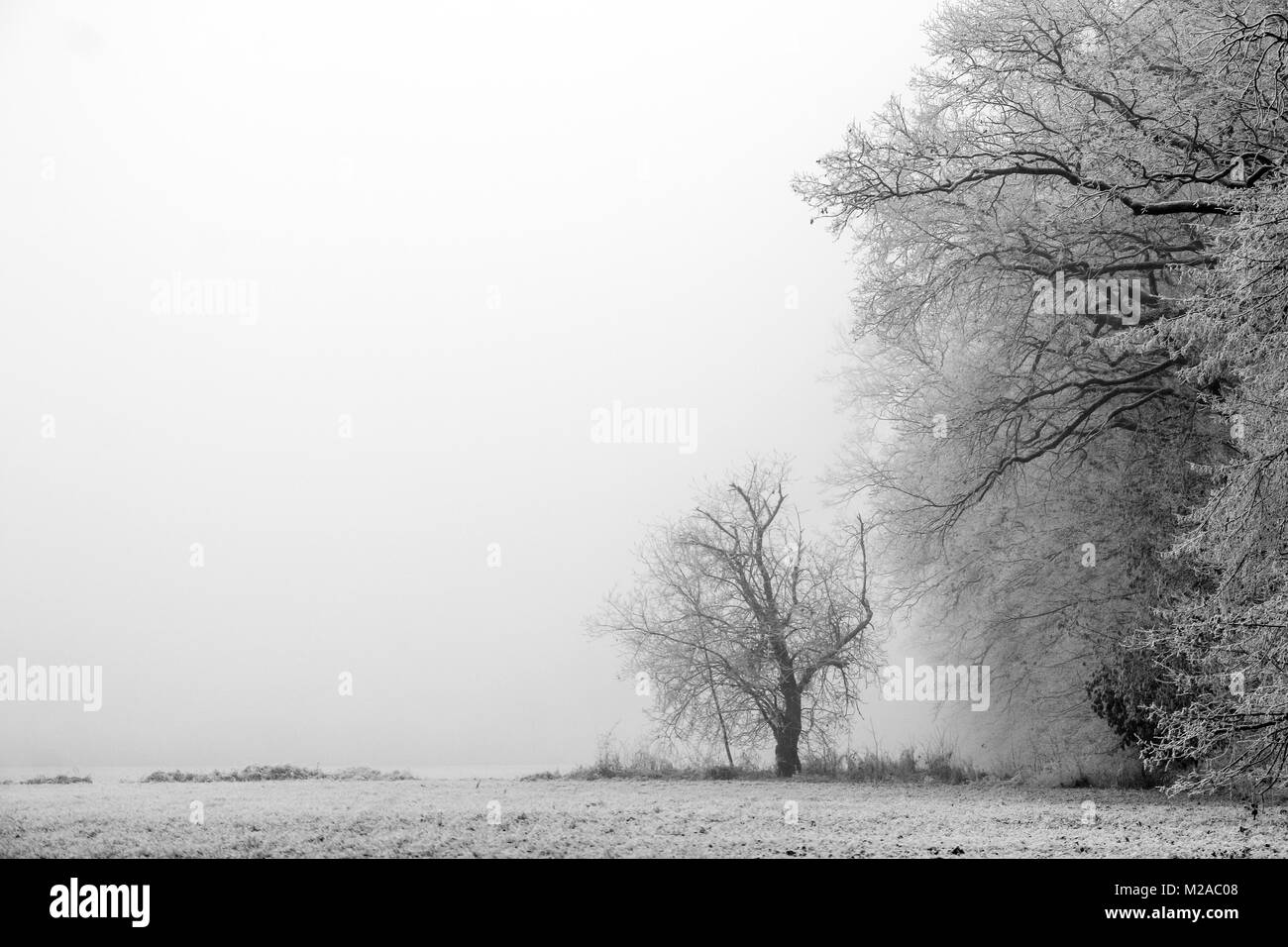 Une photo de la lisière d'une forêt au cours du matin brumeux en hiver. Les arbres sont gelés, l'atmosphère est sombre. Banque D'Images