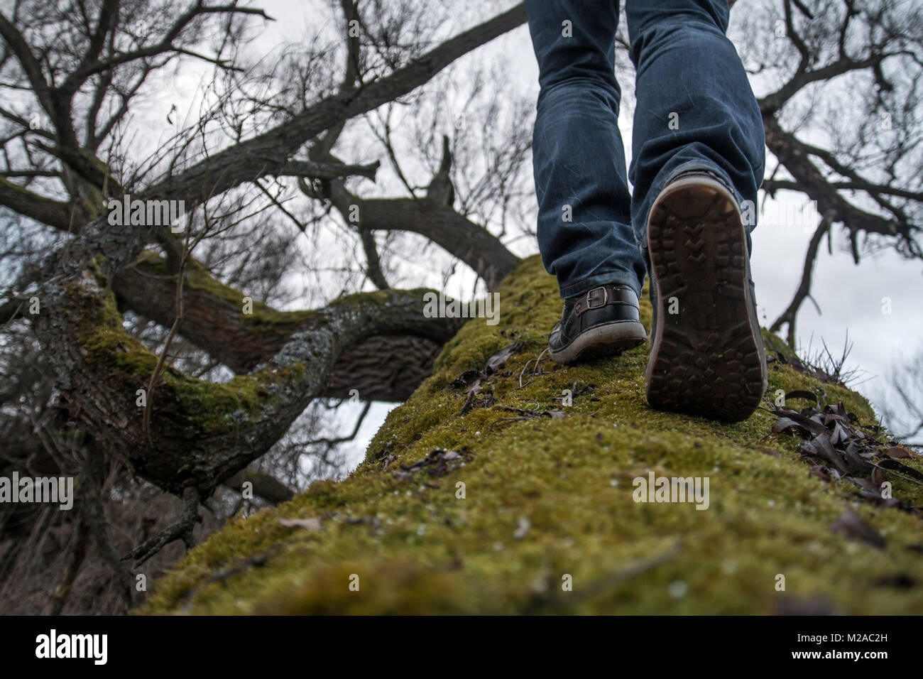 La photo d'un homme ses pieds, tout en grimpant sur un tronc d'arbre tordu couverts de mousse. On dirait qu'il n'est pas pour le ciel. Banque D'Images