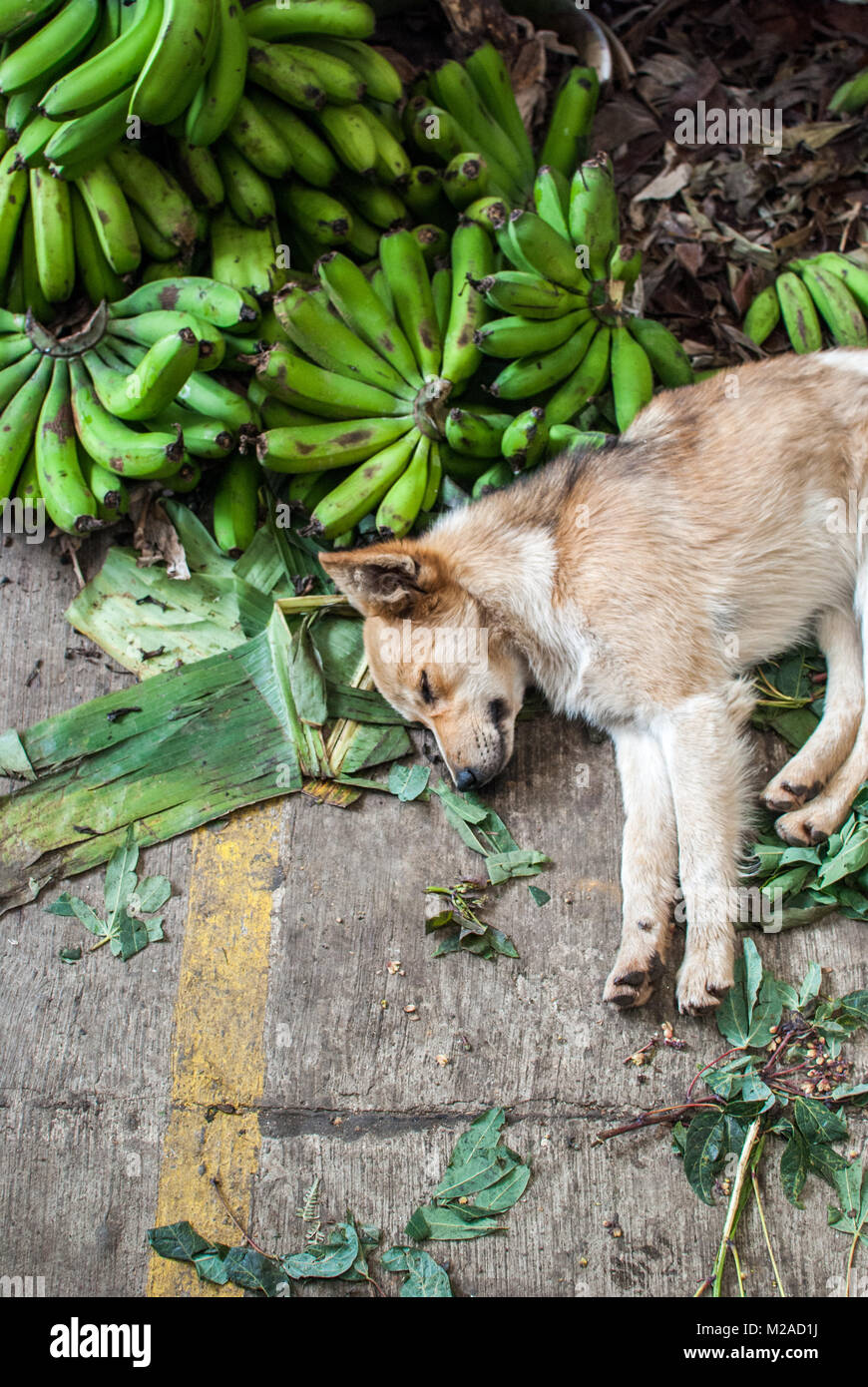 Un chien dormir sur un tas de plantains sur le sol en béton d'un marché de Silvia, Colombie Banque D'Images