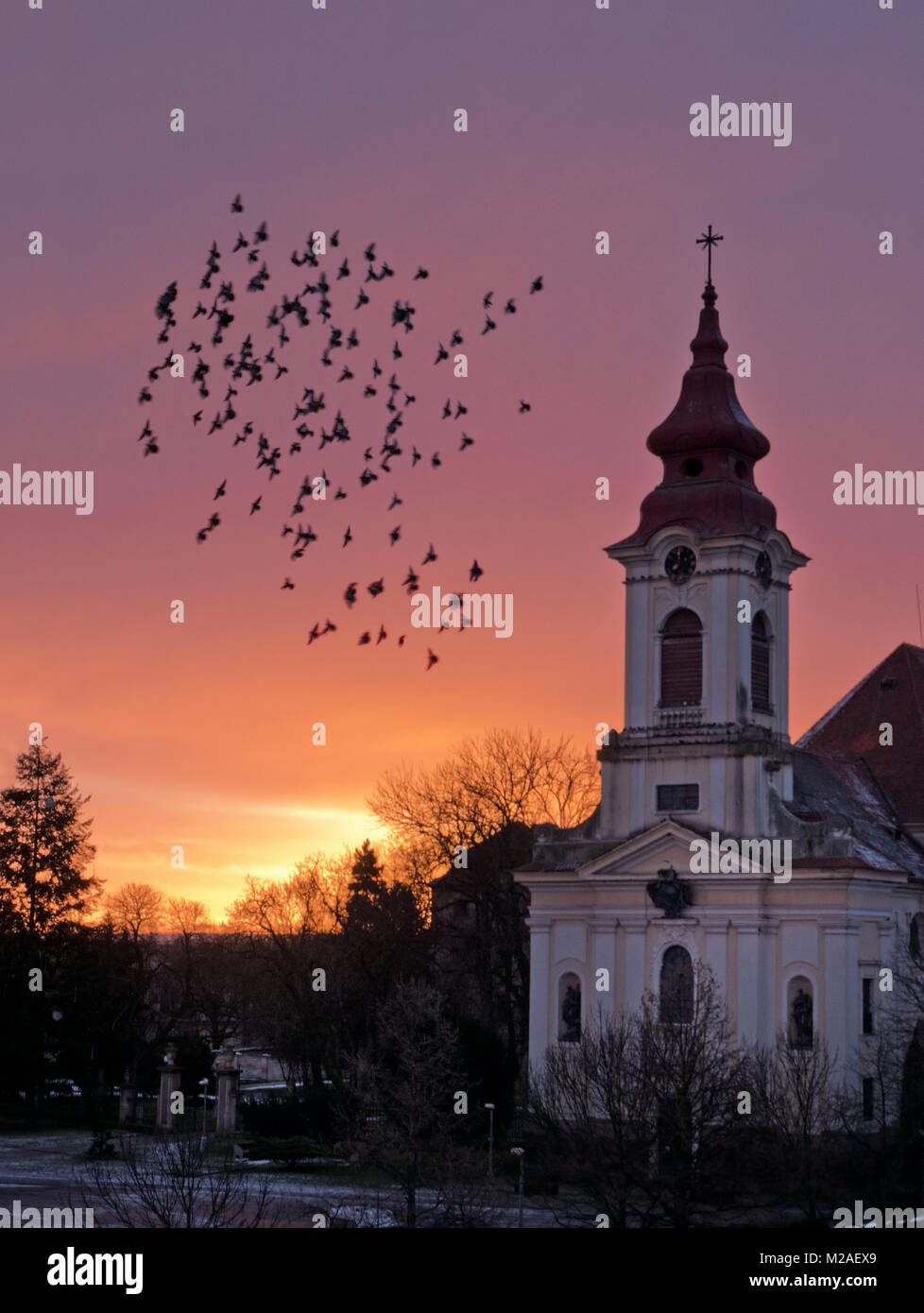 Troupeau de Pigeons l'écorchage autour de l'église en face de l'aube. Banque D'Images