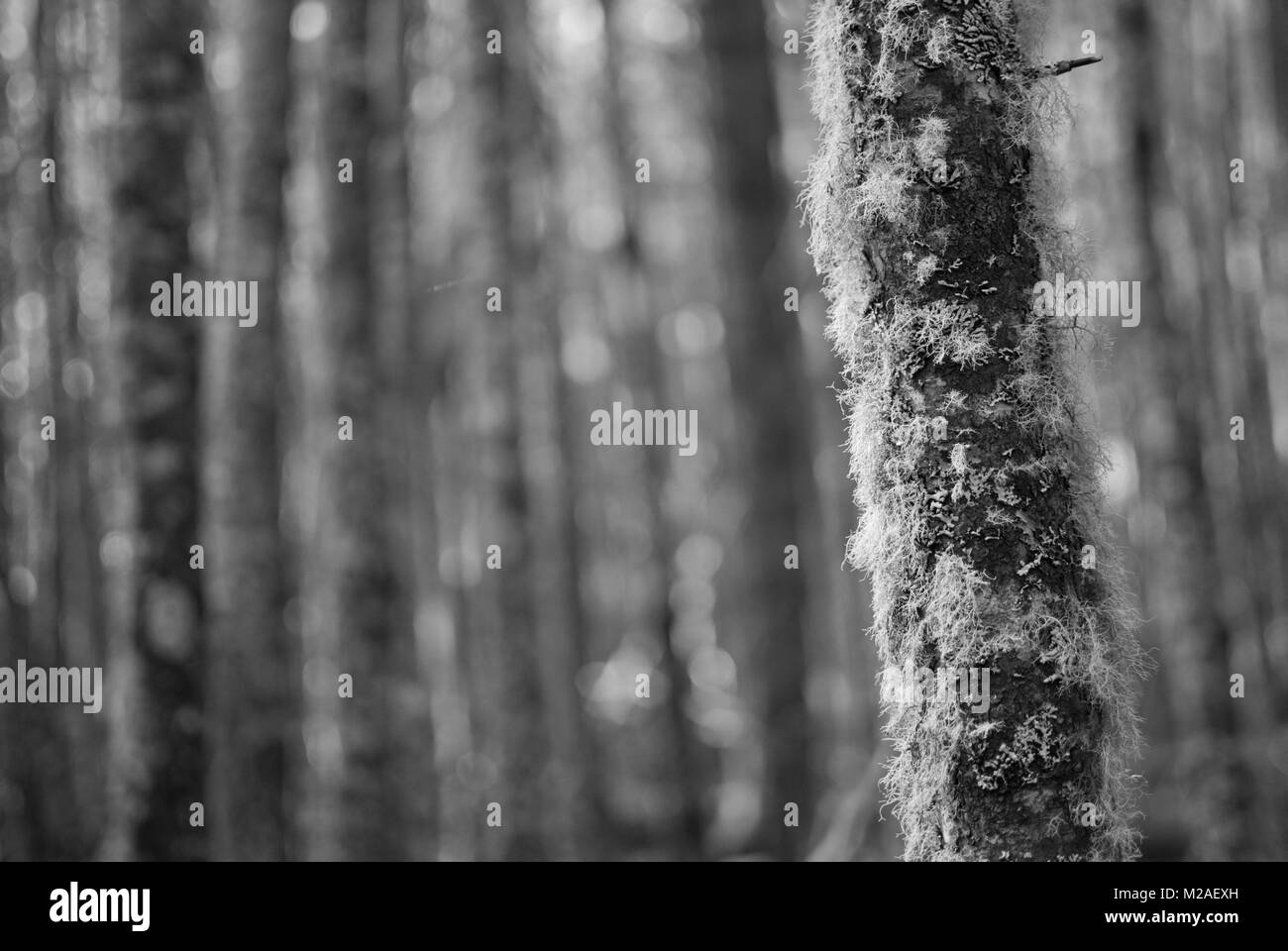 Un tronc d'arbre couverts de mousse et de lichen dans une forêt au Chili. Banque D'Images