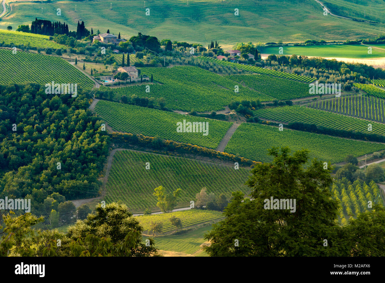 Abrite les célèbres vins de Brunello di Montalcino, les collines ondoyantes et les vignobles entourant Montalcino, Toscane, Italie Banque D'Images