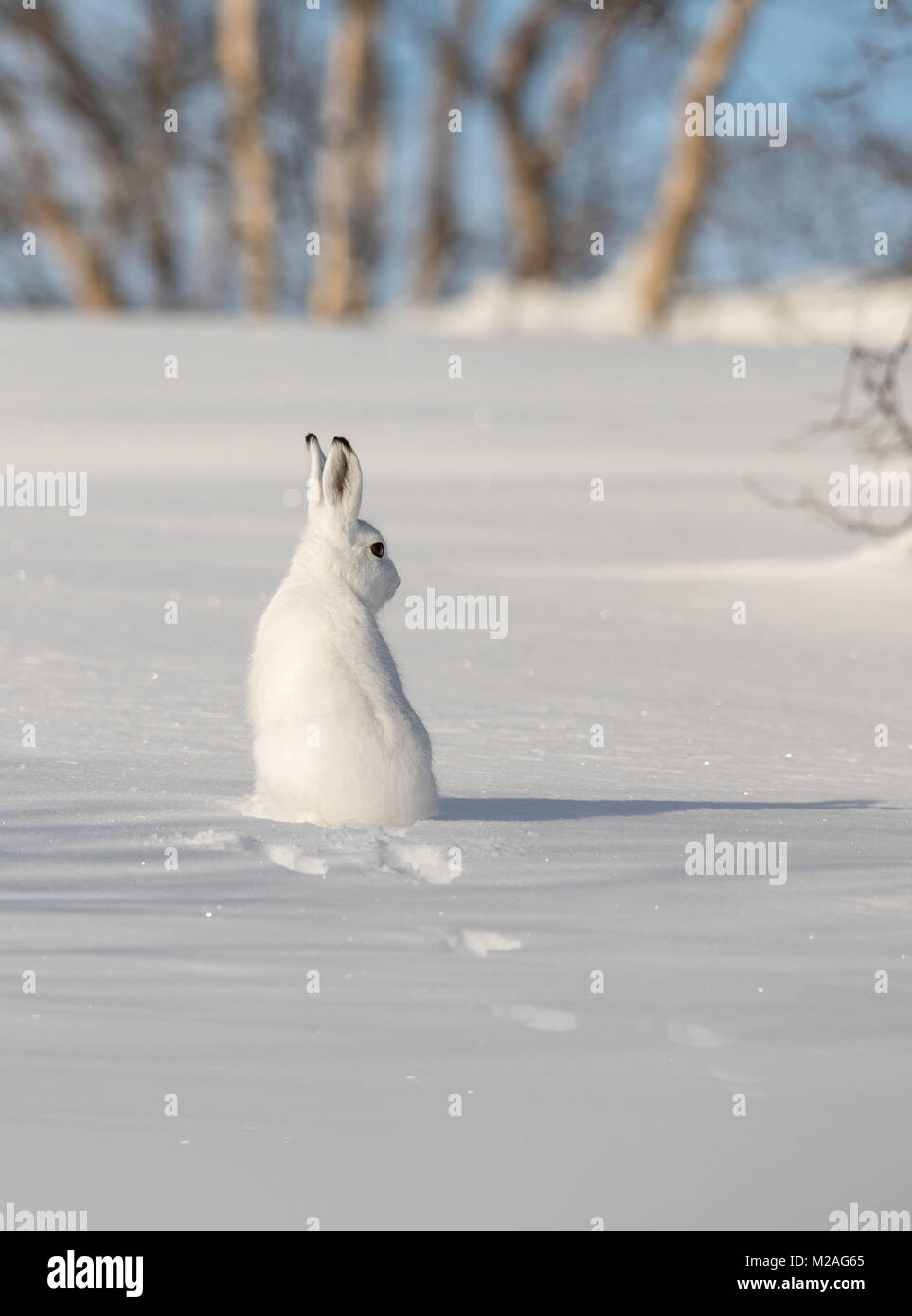 Le lièvre, Lepus timidus, à pelage d'hiver, assis dans la neige, à droite, dans le paysage d'hiver avec des bouleaux et de ciel bleu, en Norvège, Setesdal, vertical image Banque D'Images