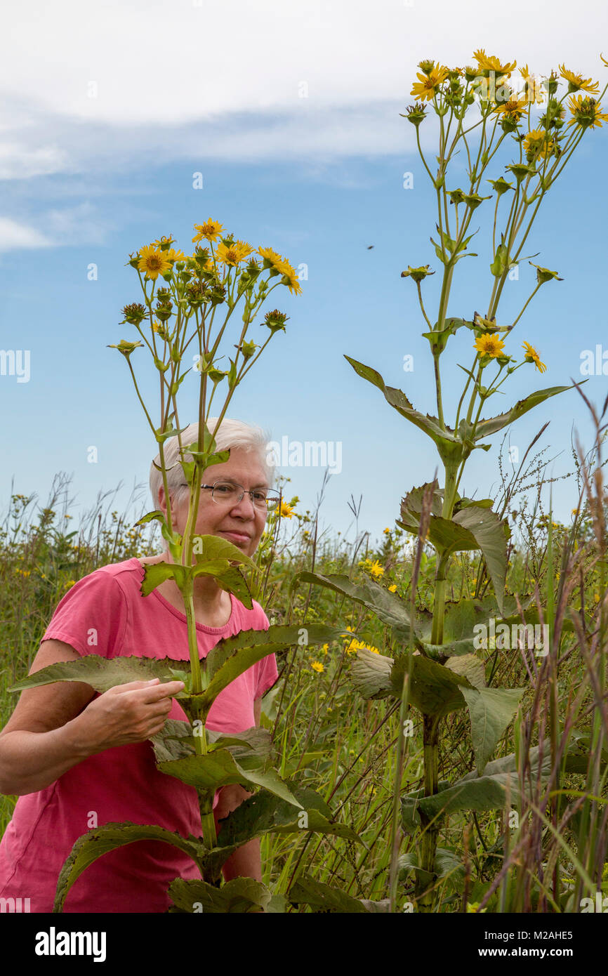 Prairie City, Iowa - Le Neal Smith National Wildlife Refuge préserve la prairie à herbes hautes, qui sert à couvrir la plus grande partie de l'Iowa. Les plantes poussent à herbes hautes Banque D'Images